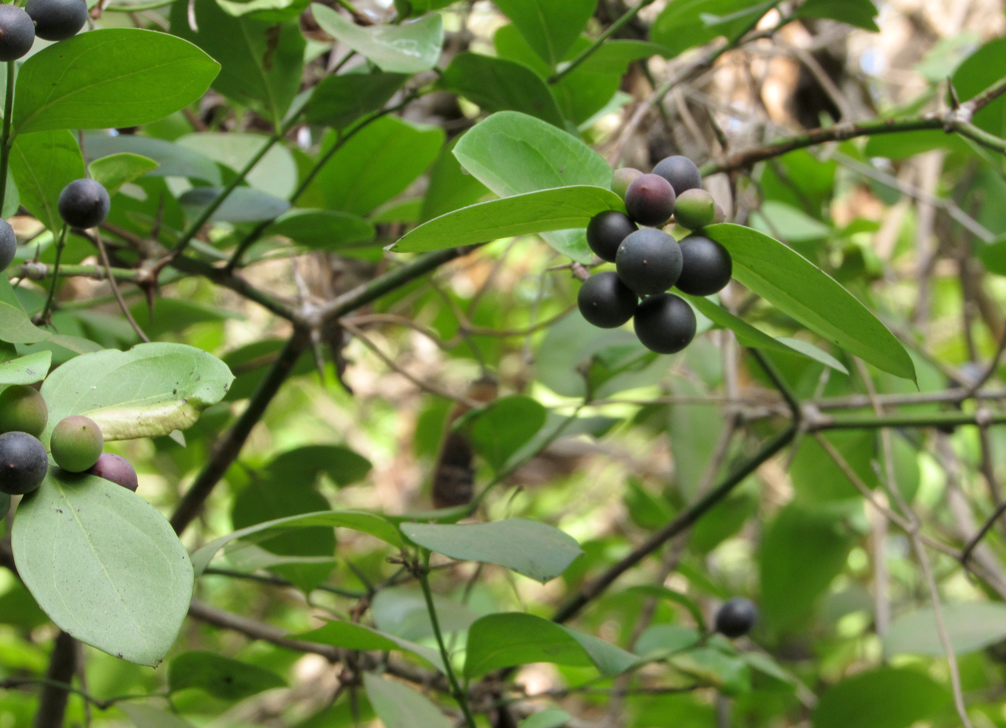 Canon PowerShot SX520 HS sample photo. Img photography
