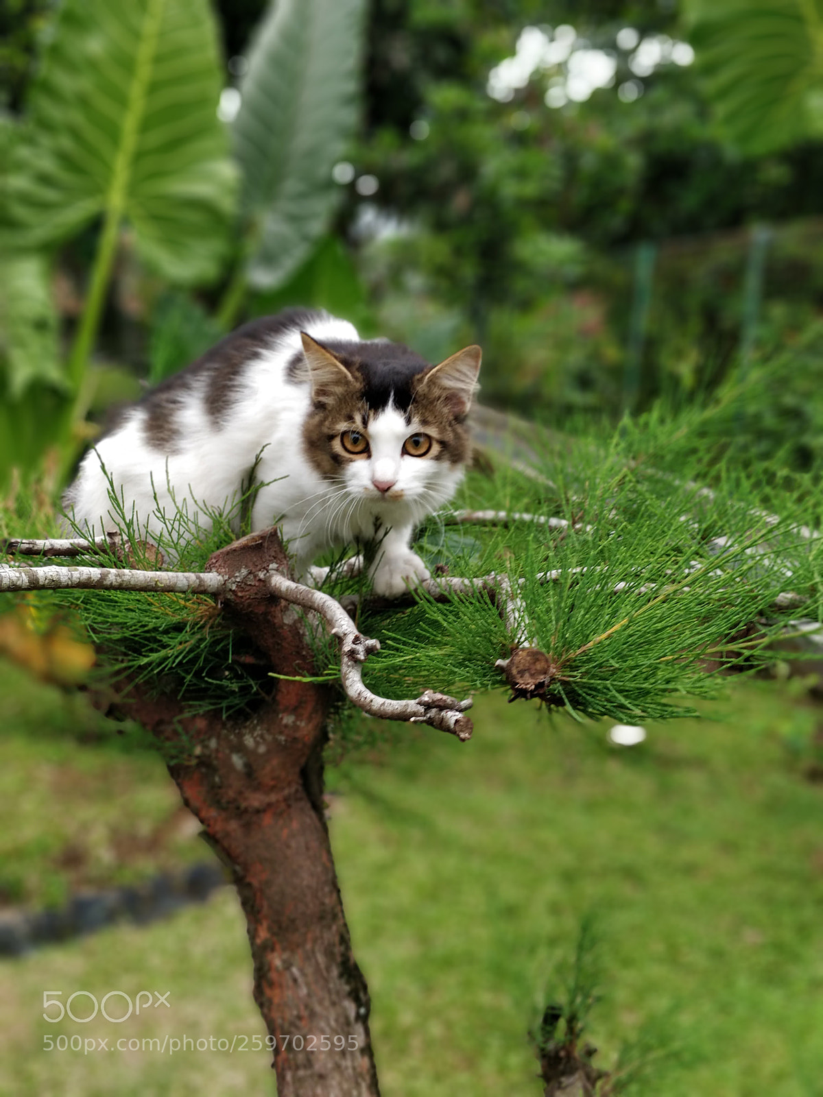OnePlus 5 sample photo. Sneaky cat photography
