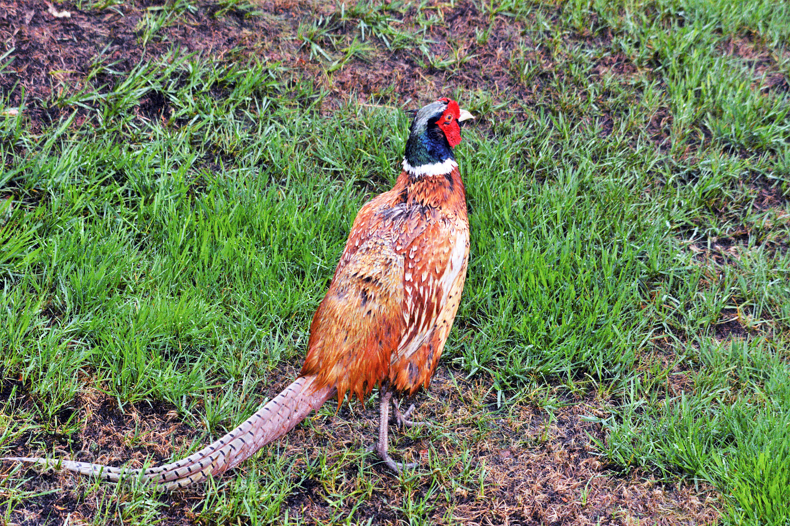 Nikon D7100 sample photo. Male pheasant photography