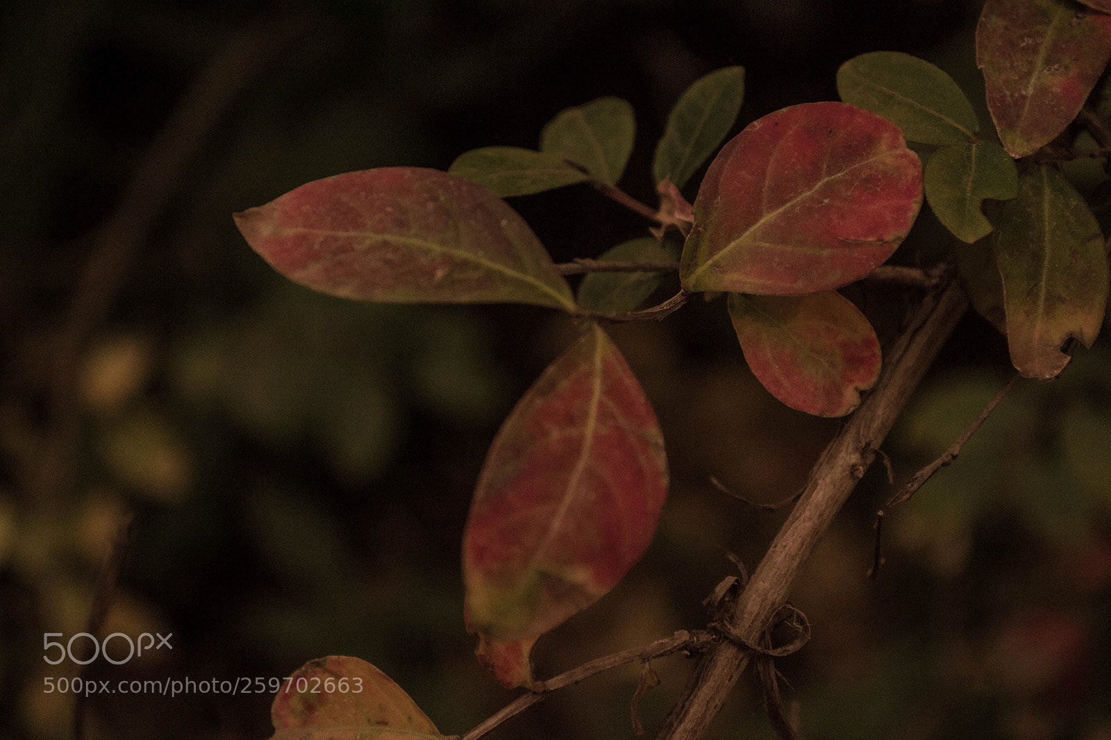 Nikon D3100 sample photo. Hojas photography