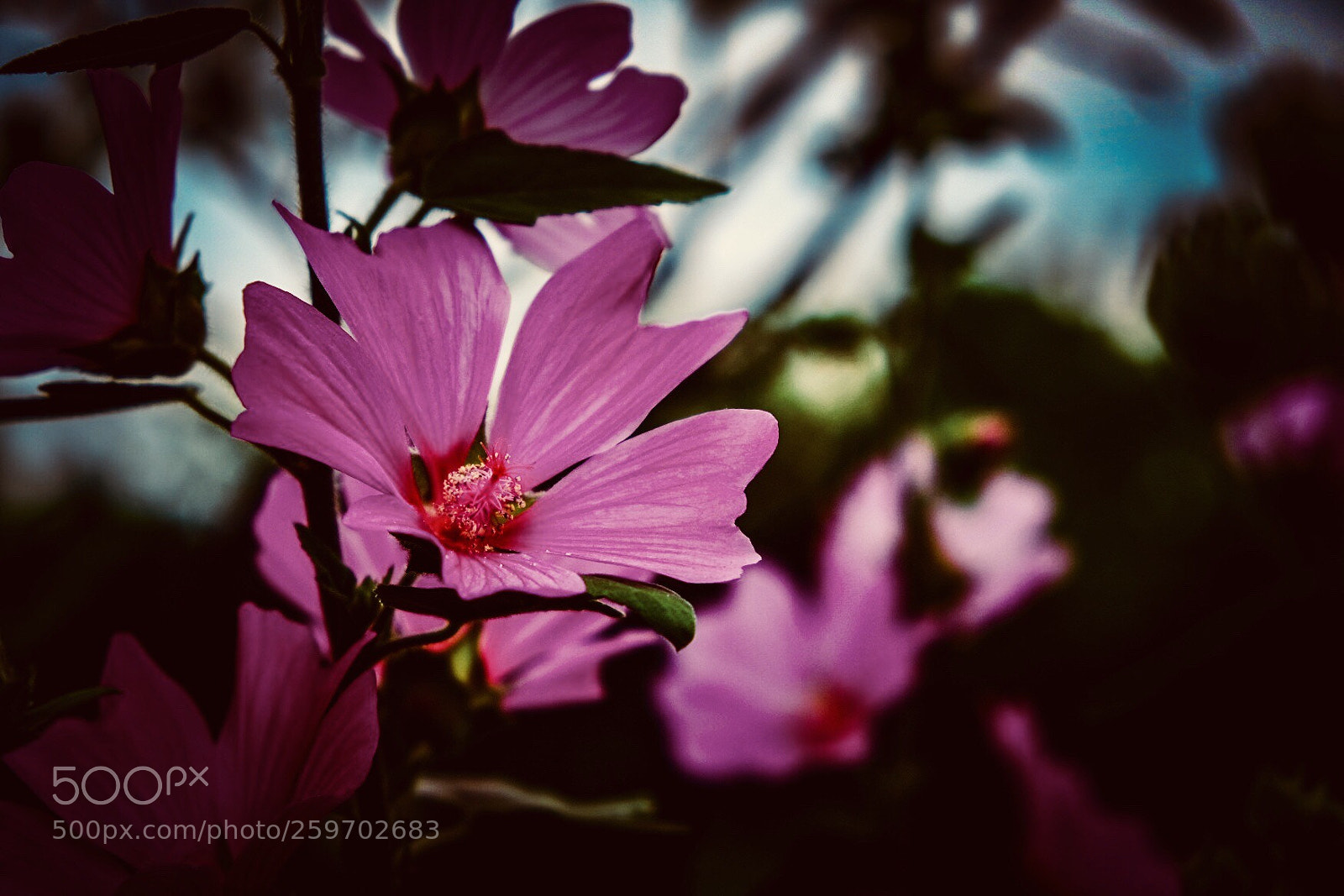 Fujifilm X-T20 sample photo. Untitled photography