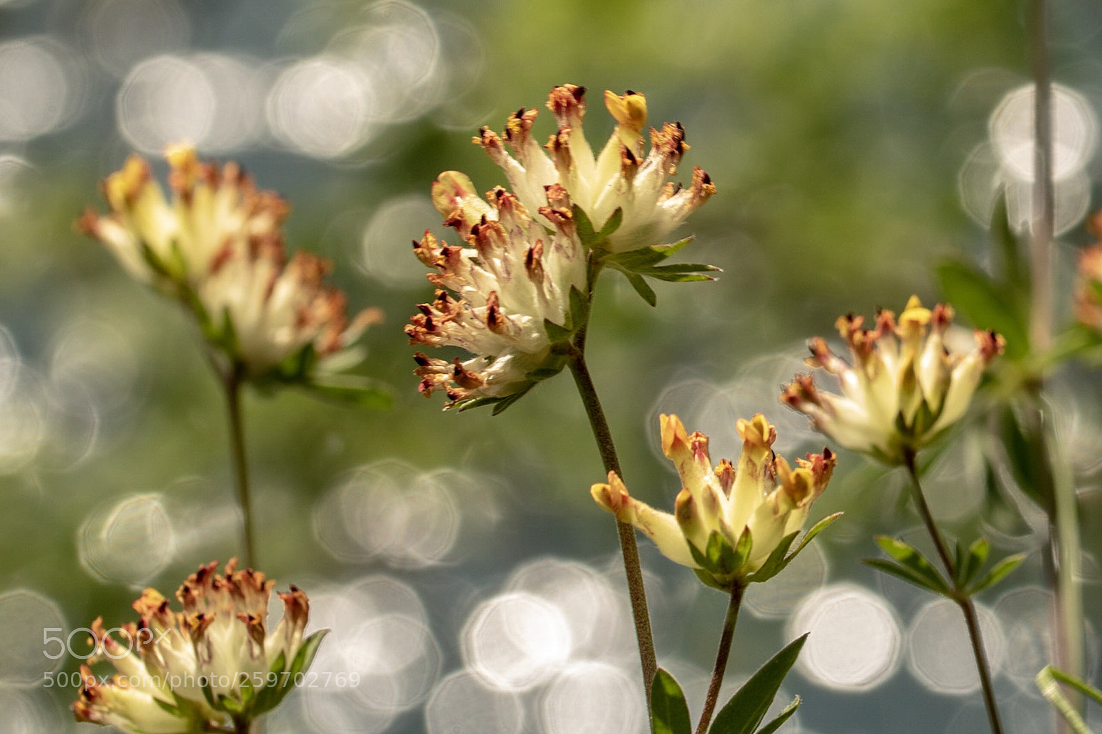 Canon EOS 750D (EOS Rebel T6i / EOS Kiss X8i) sample photo. Flower bokeh photography