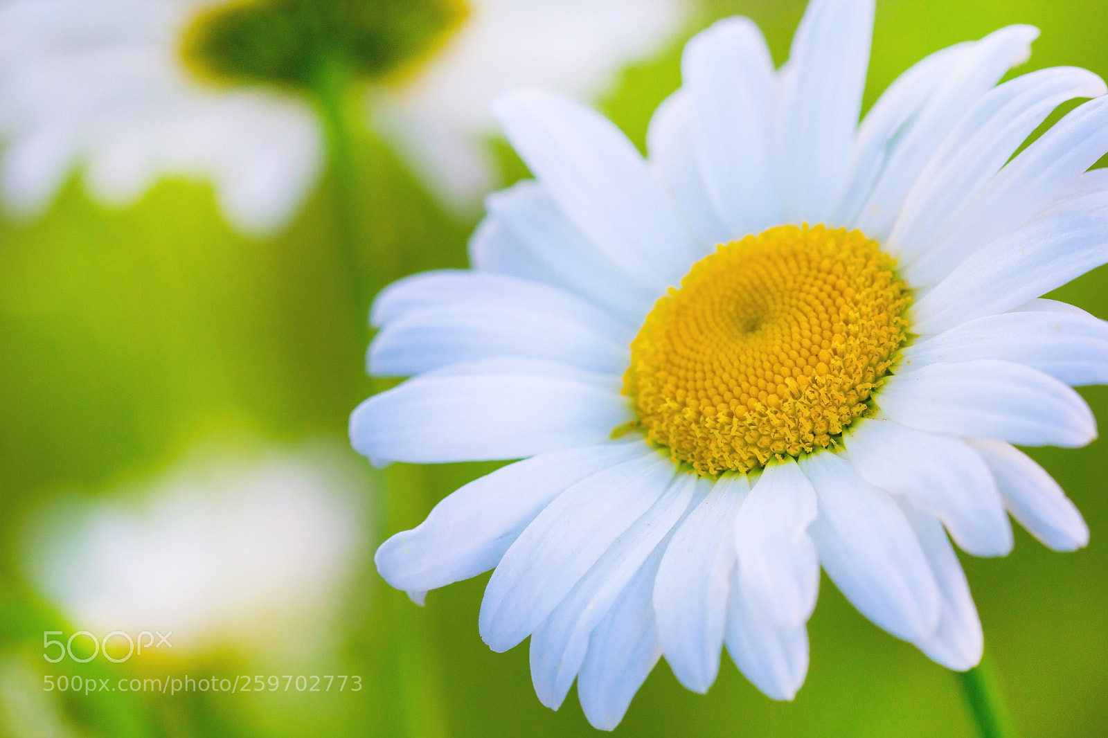 Canon EOS 60D sample photo. Chamomile macro flower summer photography