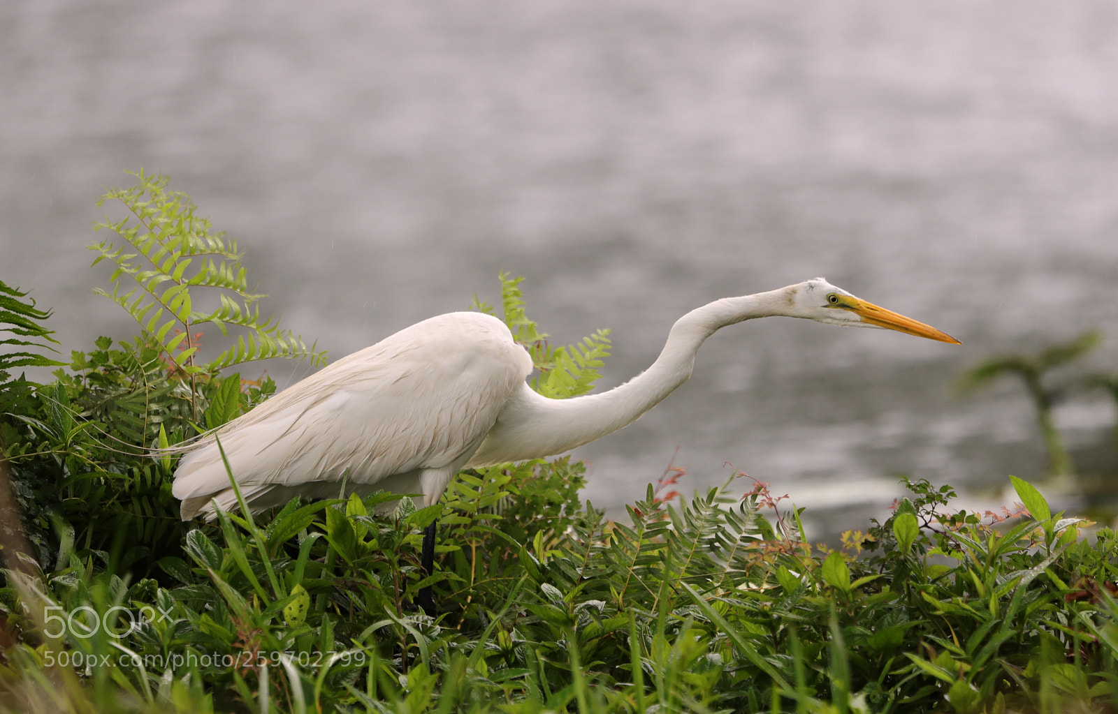 Canon EOS-1D X Mark II sample photo. 05-27-18-0020005.jpg photography