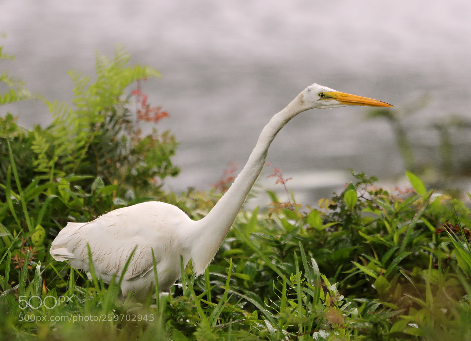 Canon EOS-1D X Mark II sample photo. 05-27-18-0020000.jpg photography