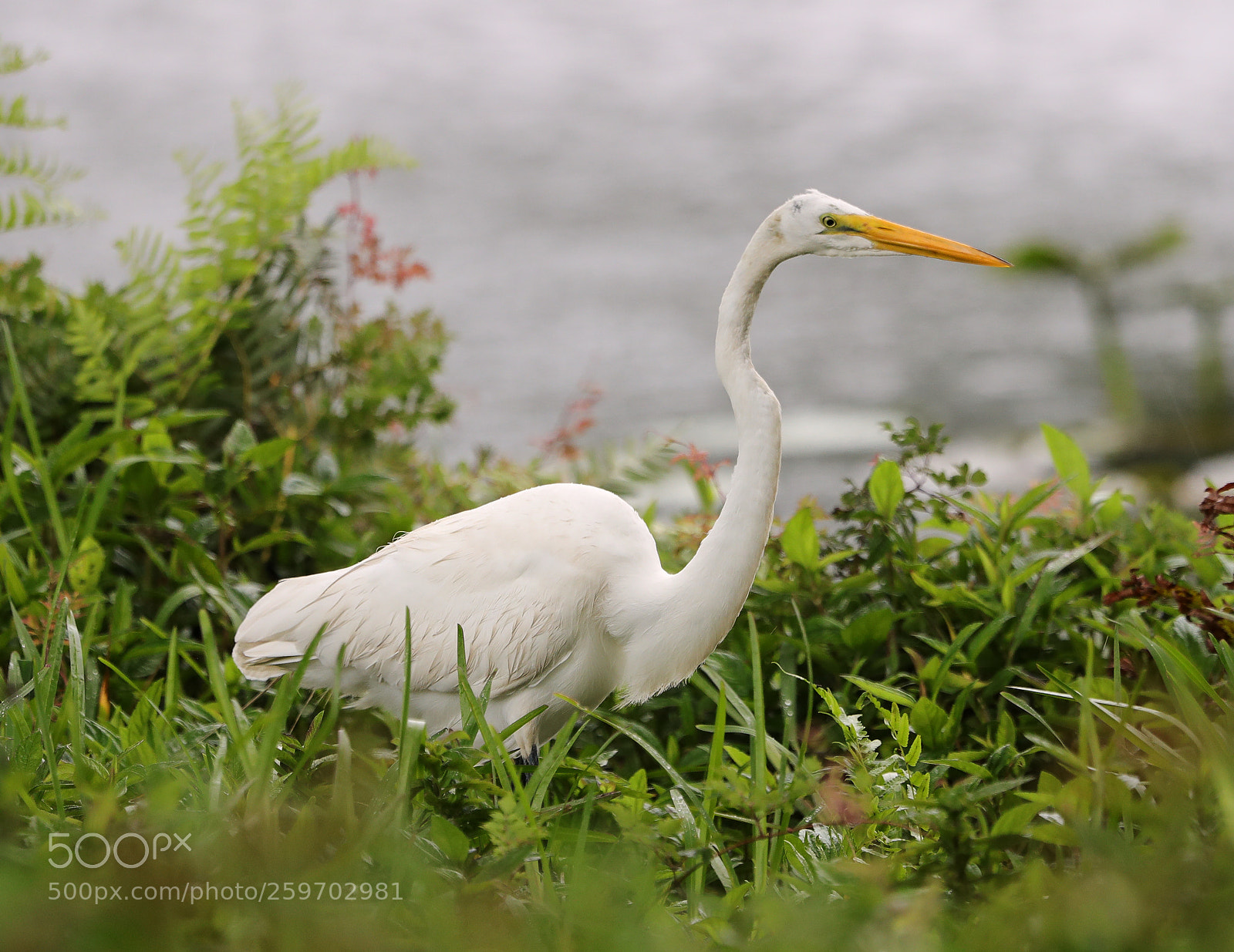 Canon EOS-1D X Mark II sample photo. 05-27-18-0019998.jpg photography