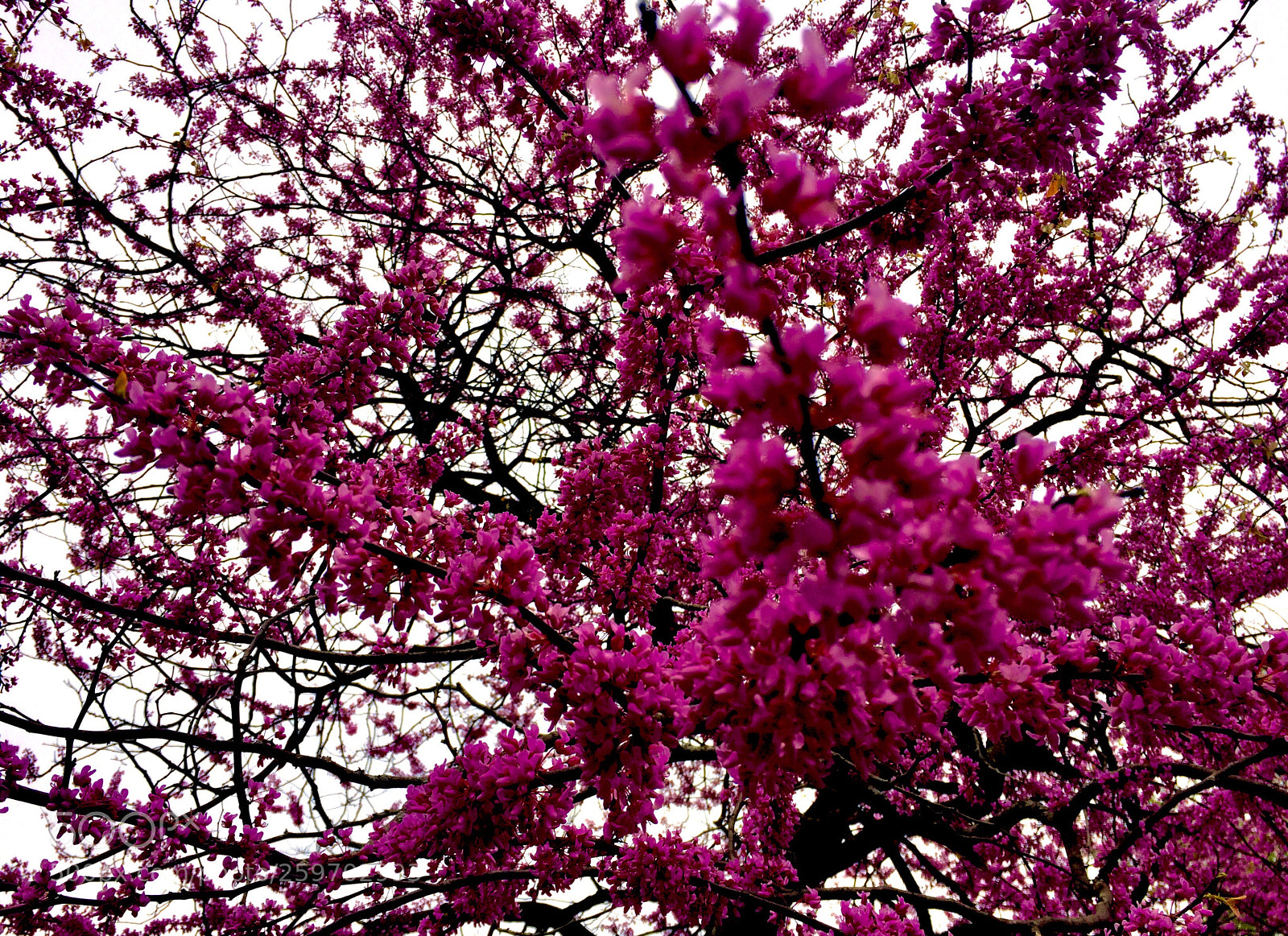 Apple iPhone 5s sample photo. Leafless blossom  photography