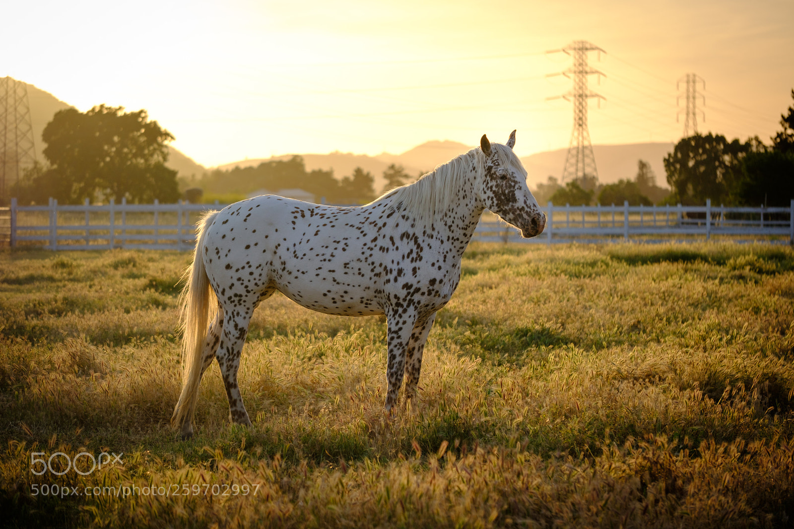 Fujifilm X-T2 sample photo. Horse photography