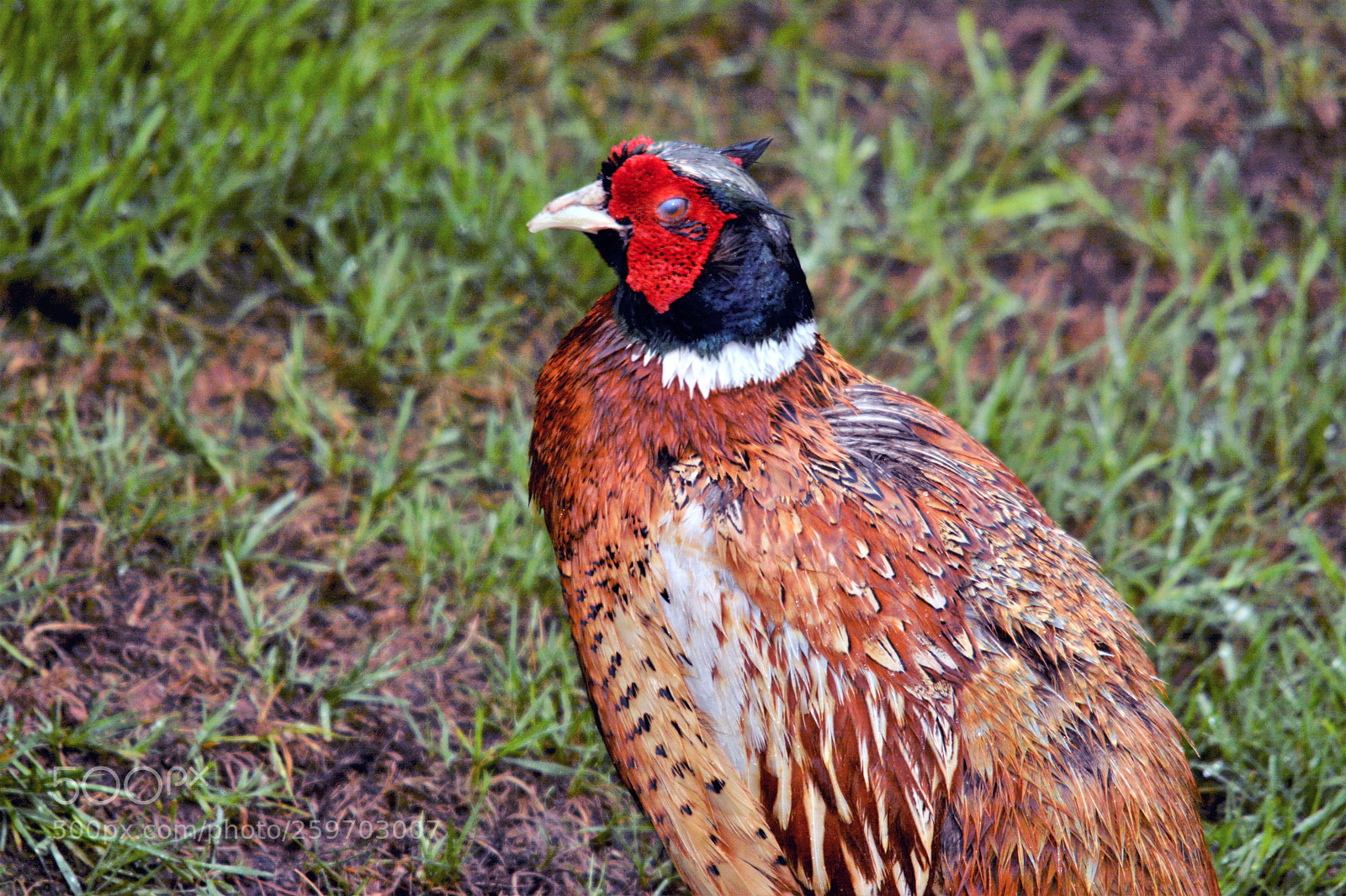 Nikon D7100 sample photo. Male pheasant photography