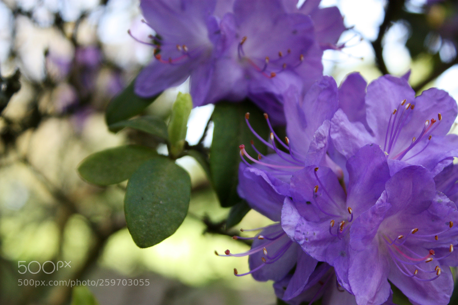 Canon EOS 450D (EOS Rebel XSi / EOS Kiss X2) sample photo. Purple glow photography