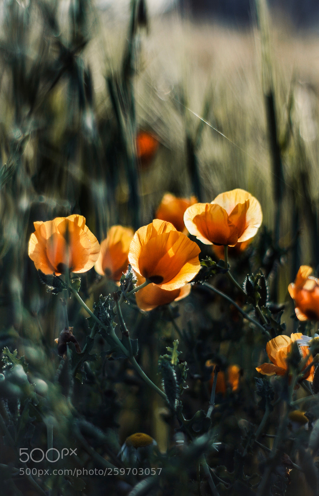 Nikon D5100 sample photo. Lvst photography
