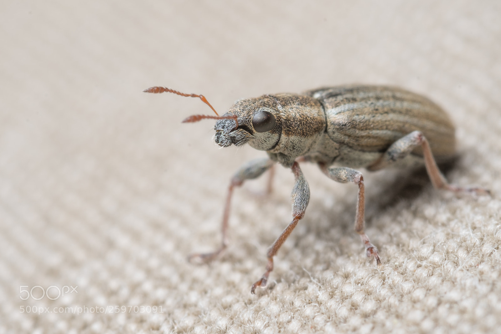 Fujifilm X-T2 sample photo. Weevil on trousers photography