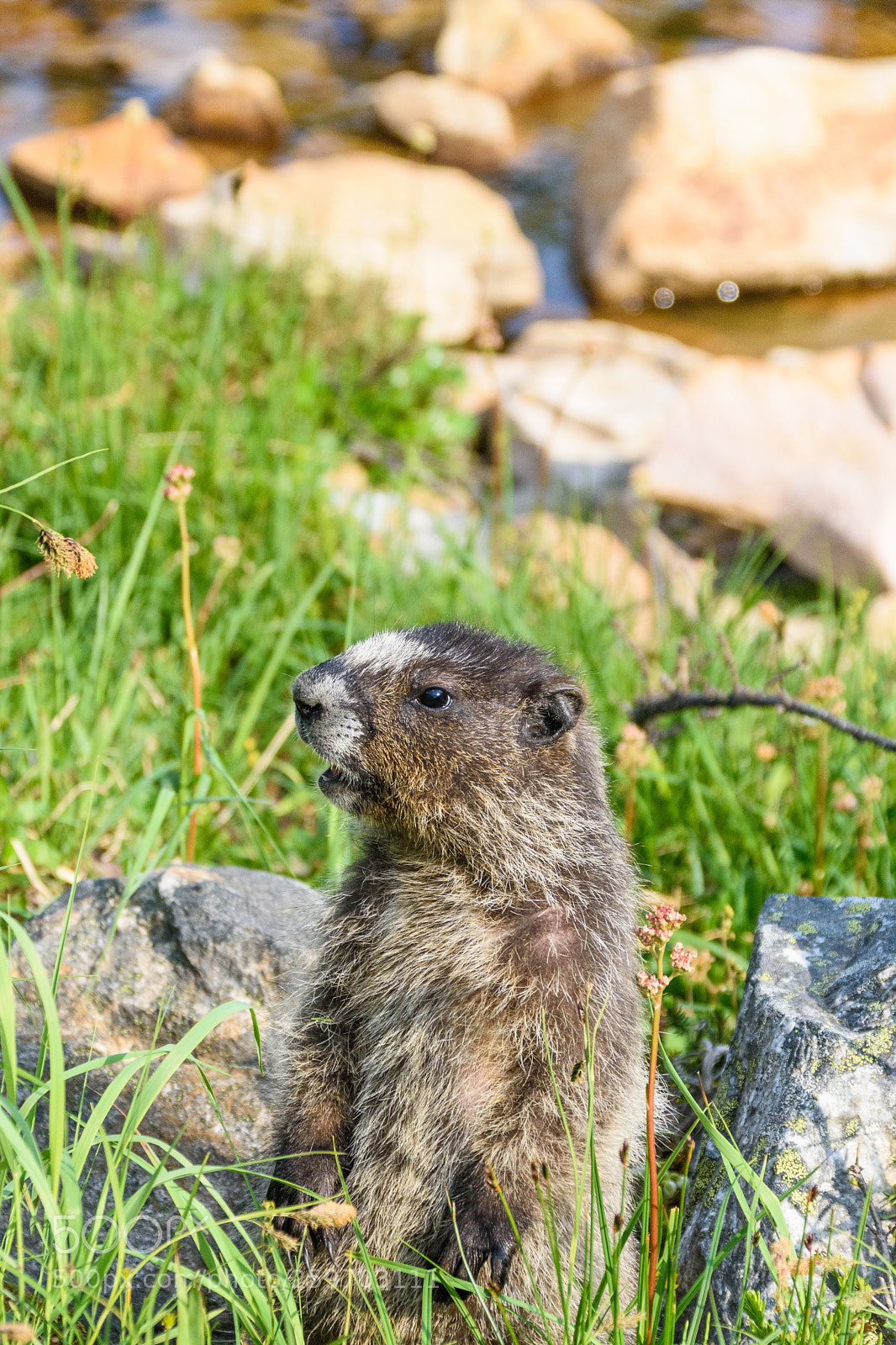 Nikon D7200 sample photo. Marmot photography