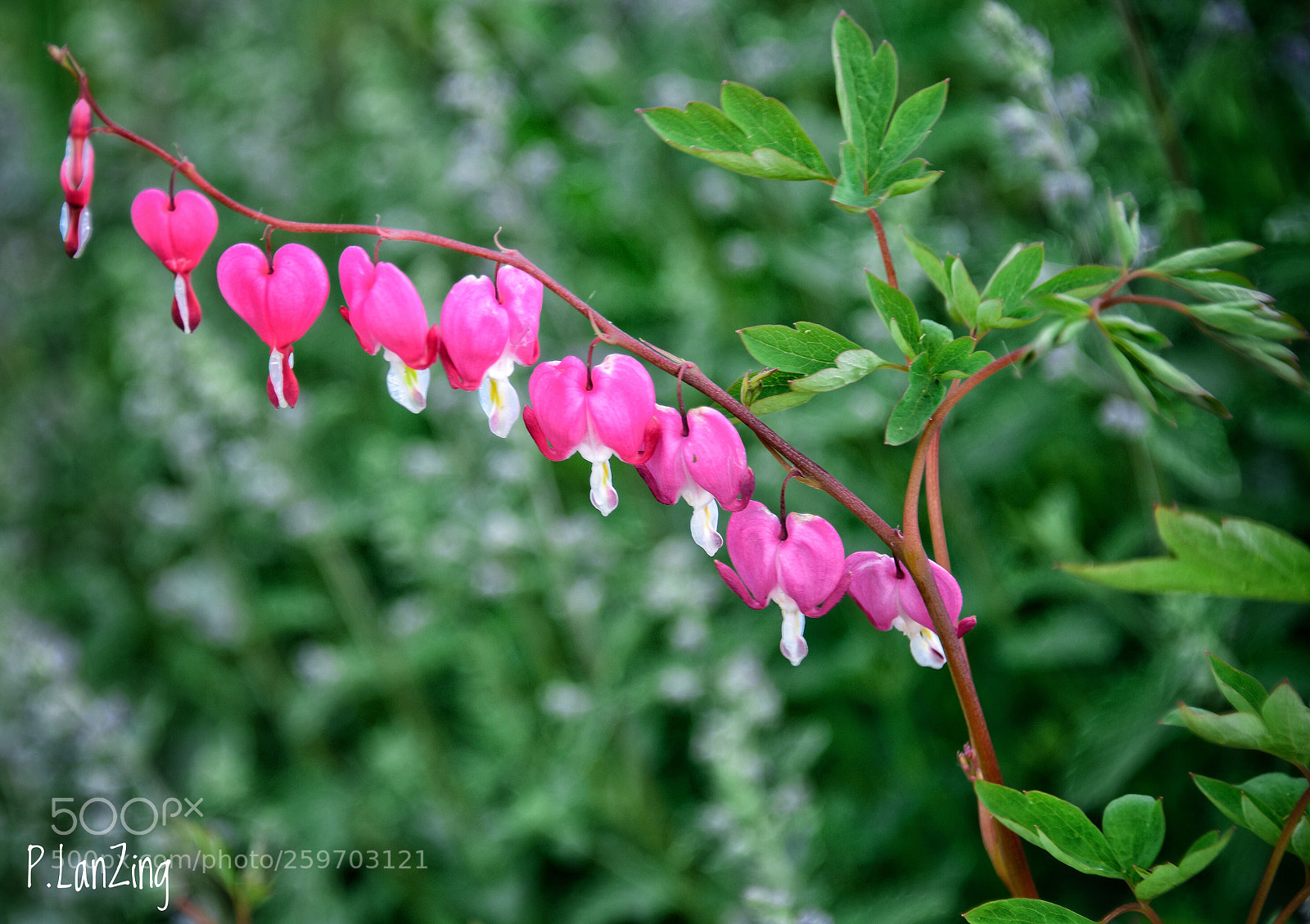 Nikon D810 sample photo. Bleeding hearts, montana... photography