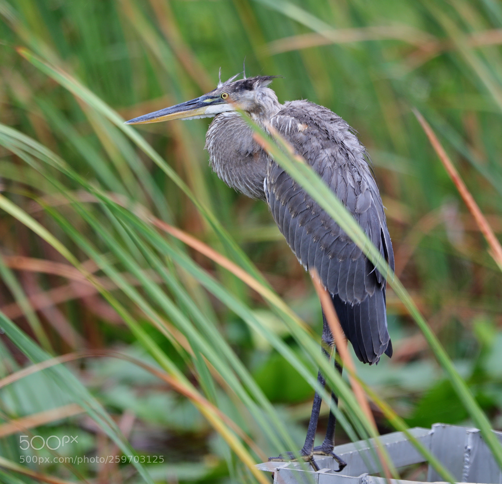 Canon EOS-1D X Mark II sample photo. 05-27-18-0019938.jpg photography