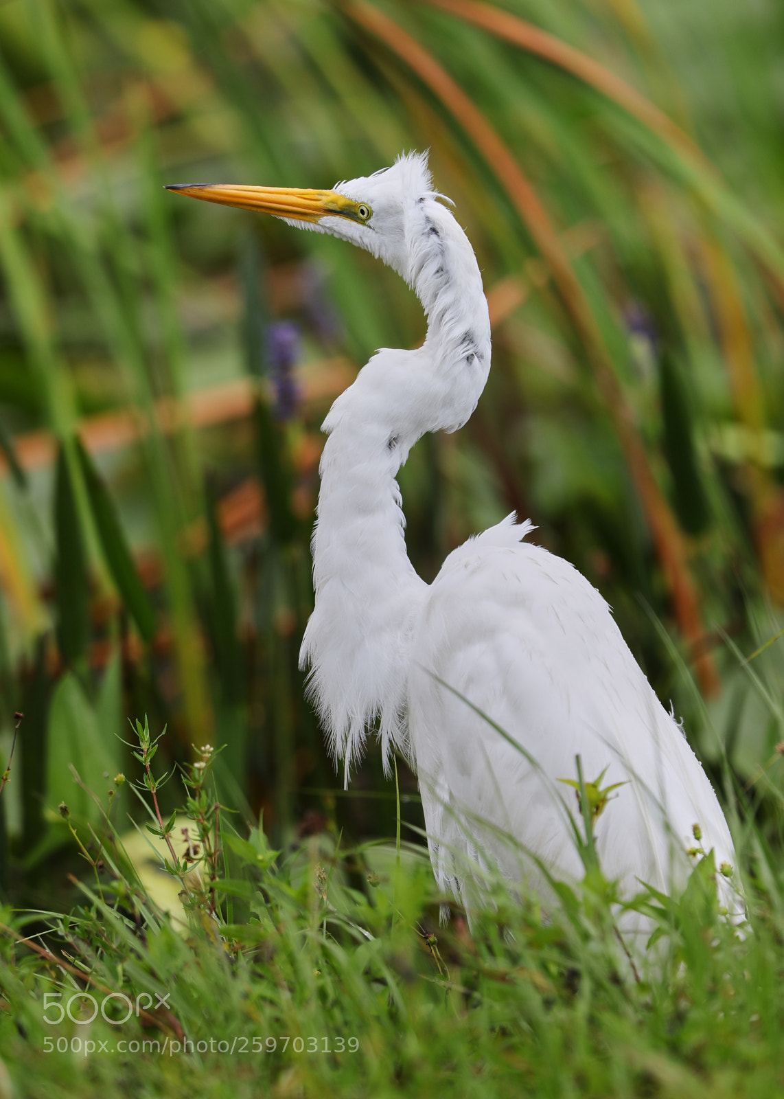 Canon EOS-1D X Mark II sample photo. 05-27-18-0019932.jpg photography