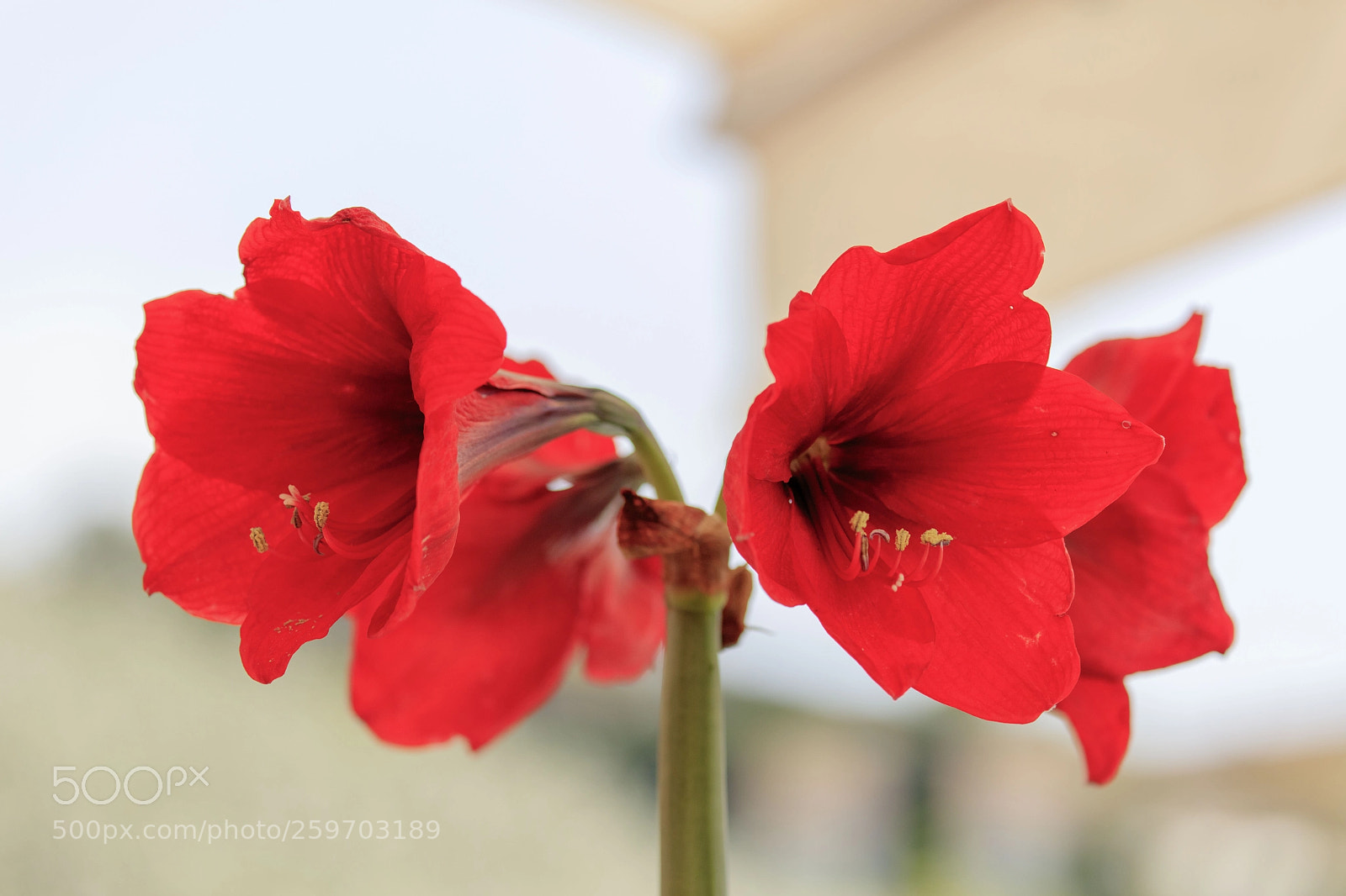 Canon EOS 5DS sample photo. Amaryllis photography