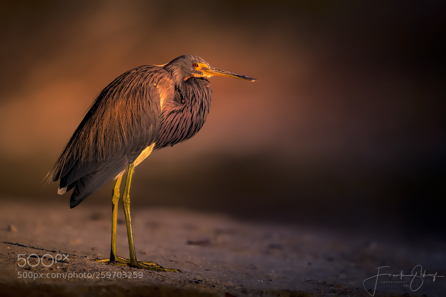 Canon EOS-1D X sample photo. Tricolored heron photography