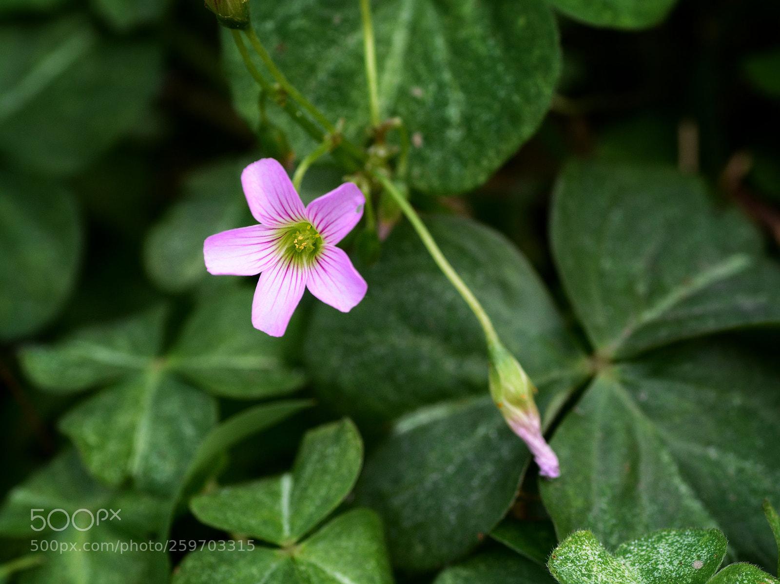 Nikon D7100 sample photo. Untitled photography