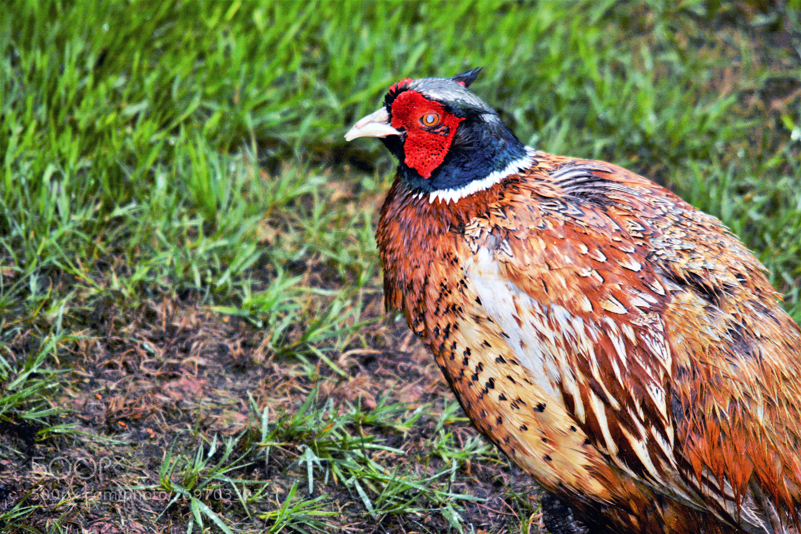 Nikon D7100 sample photo. Male pheasant photography