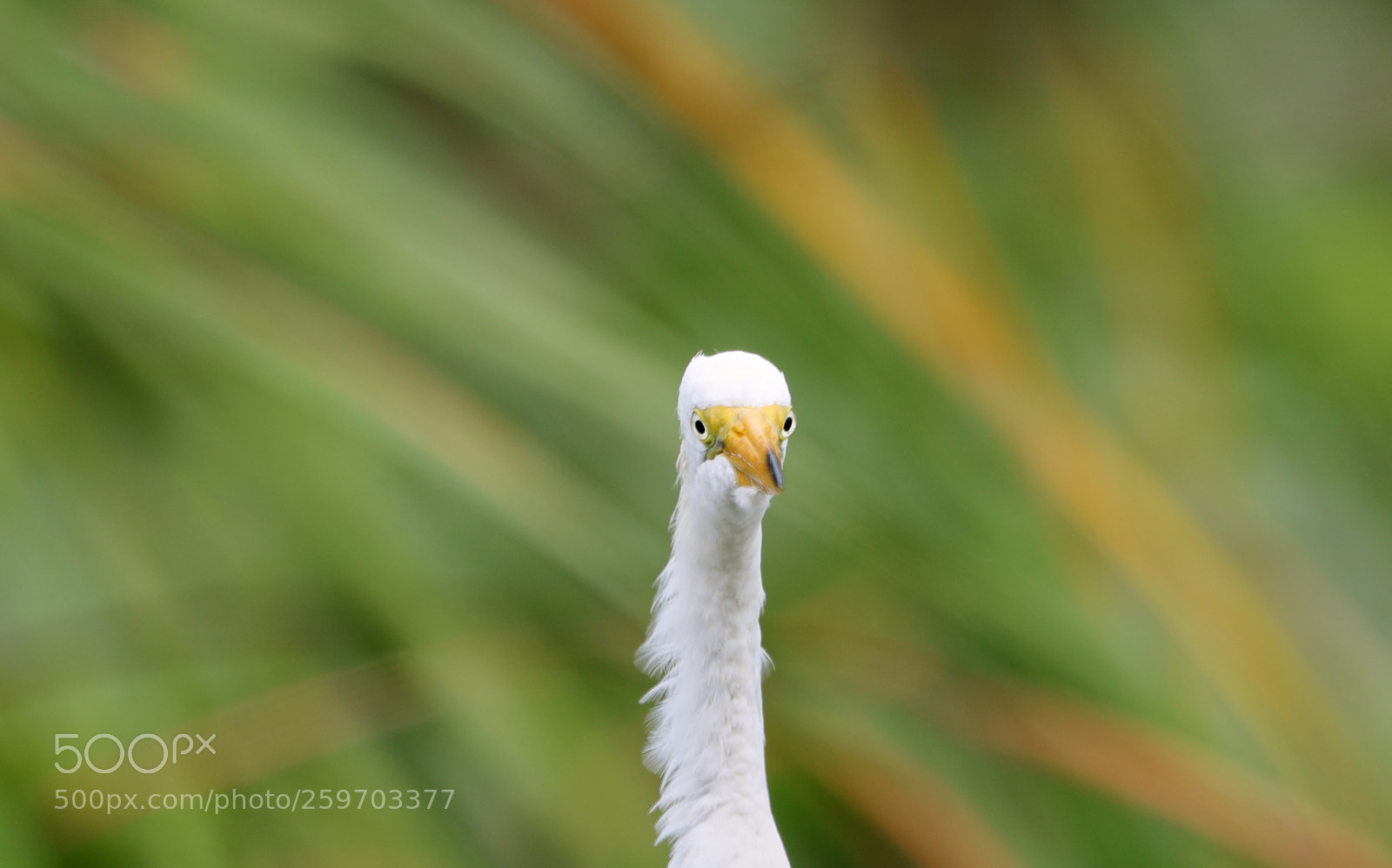 Canon EOS-1D X Mark II sample photo. 05-27-18-0019924.jpg photography