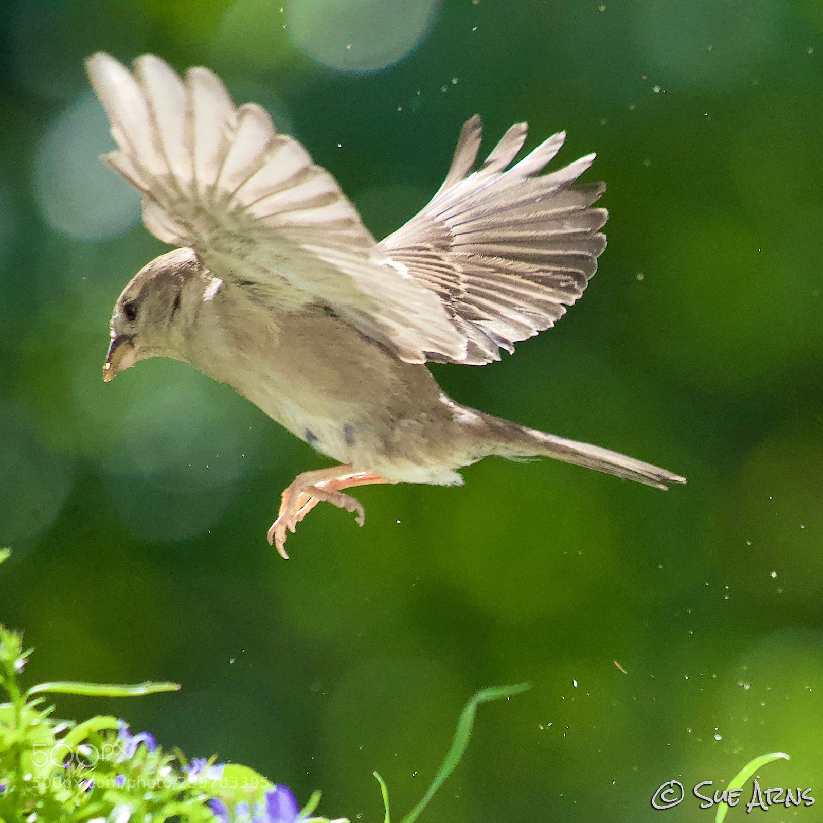 Canon EOS-1D X Mark II sample photo. Sparrows are beautiful  photography