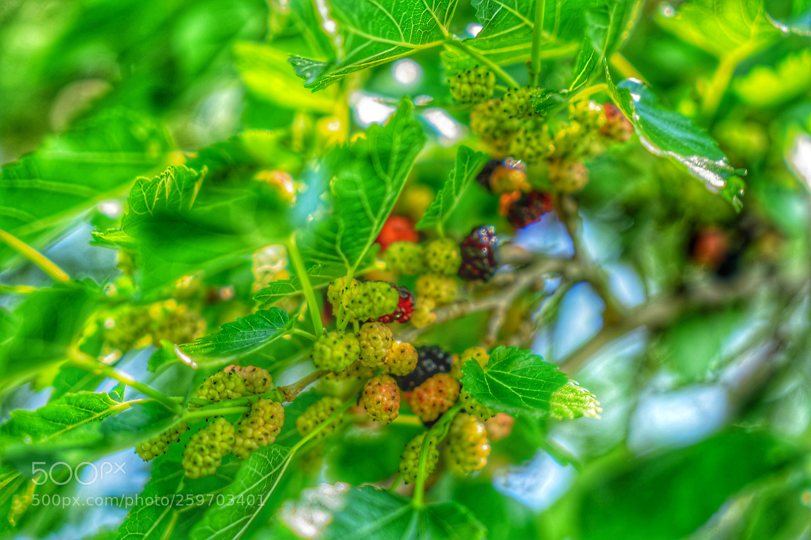 Sony a7 sample photo. Berries photography