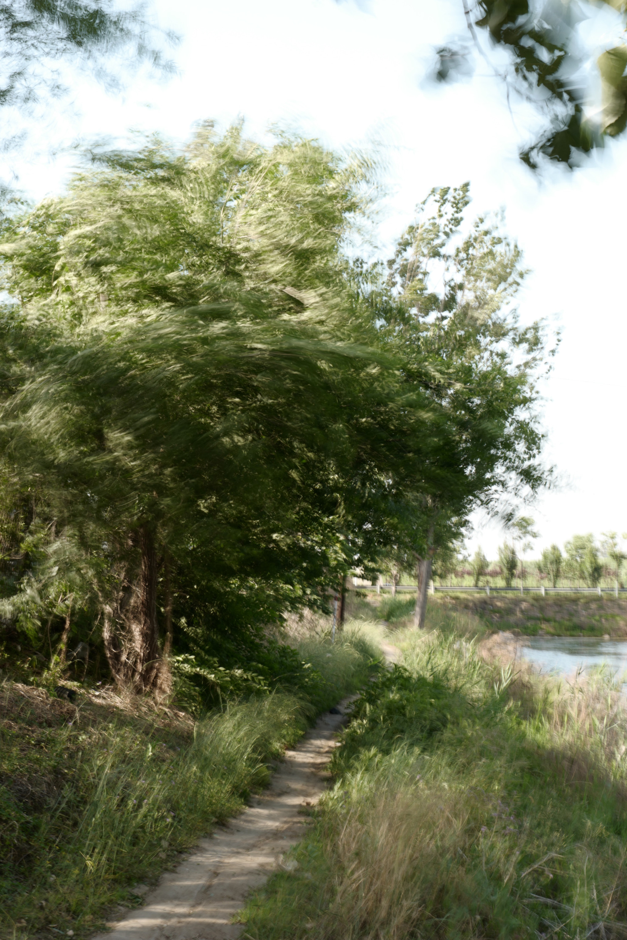 Leica SL (Typ 601) sample photo. The wind photography