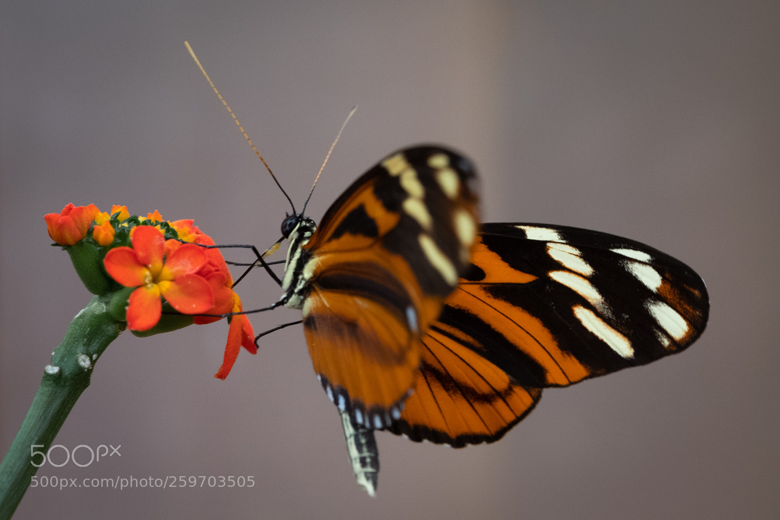 Fujifilm X-T2 sample photo. Butterfly photography