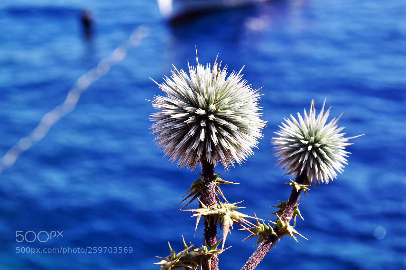 Nikon D5000 sample photo. Blue sea and thistles photography