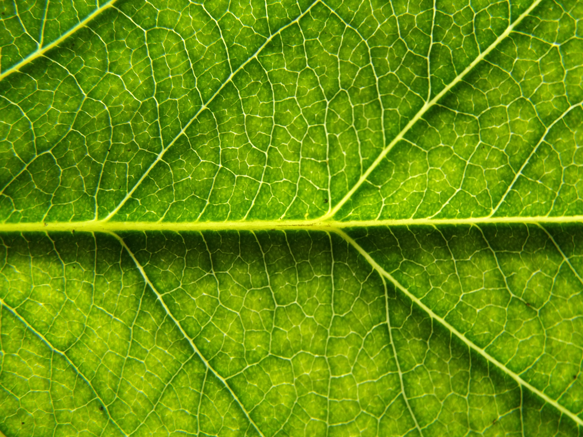 Fujifilm FinePix S2980 sample photo. Leaf veins photography