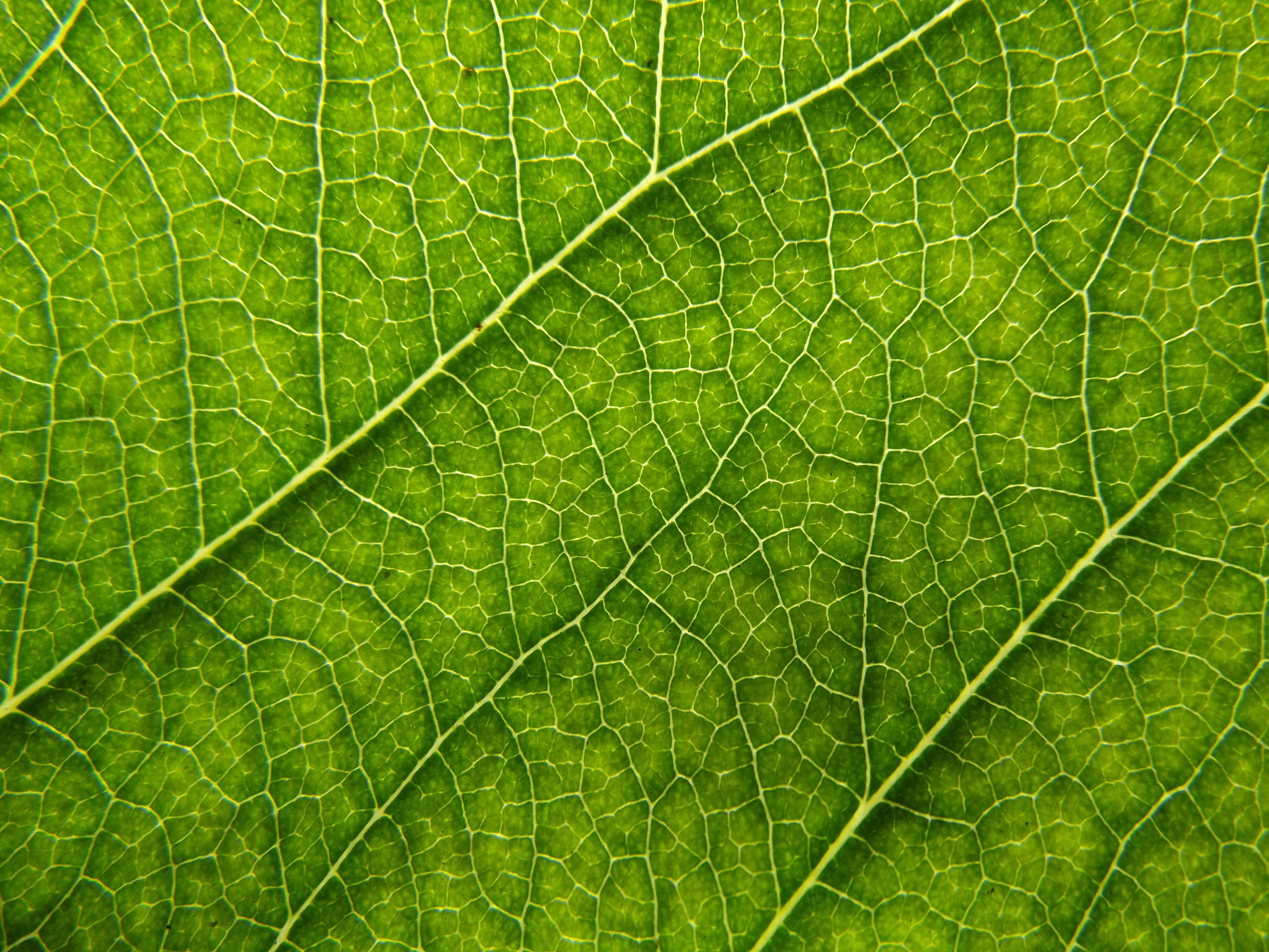 Fujifilm FinePix S2980 sample photo. Macro vision of leaf photography
