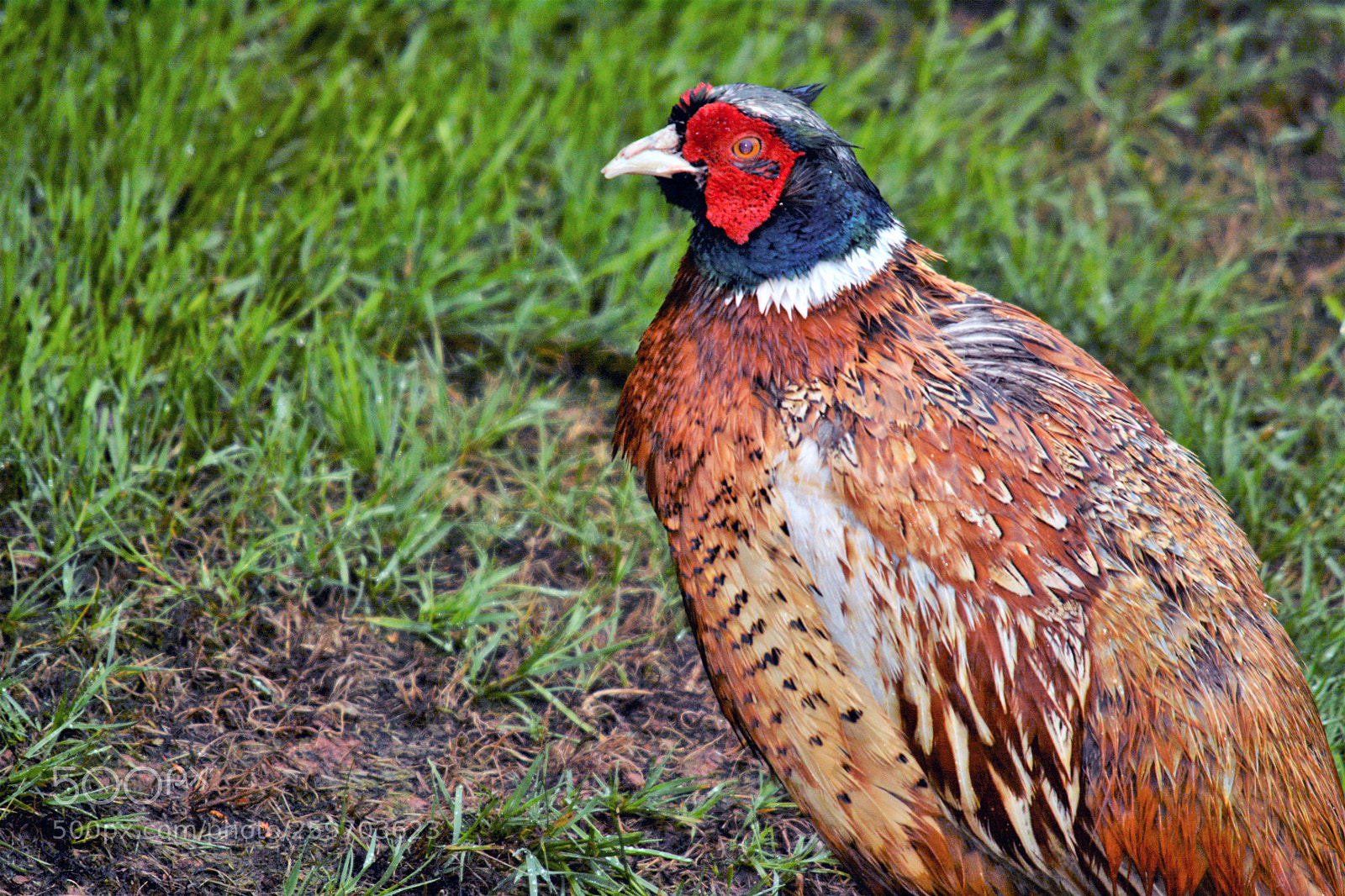 Nikon D7100 sample photo. Male pheasant photography