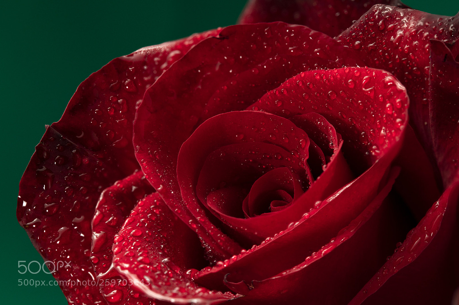 Canon EOS 6D Mark II sample photo. Rose after the rain photography