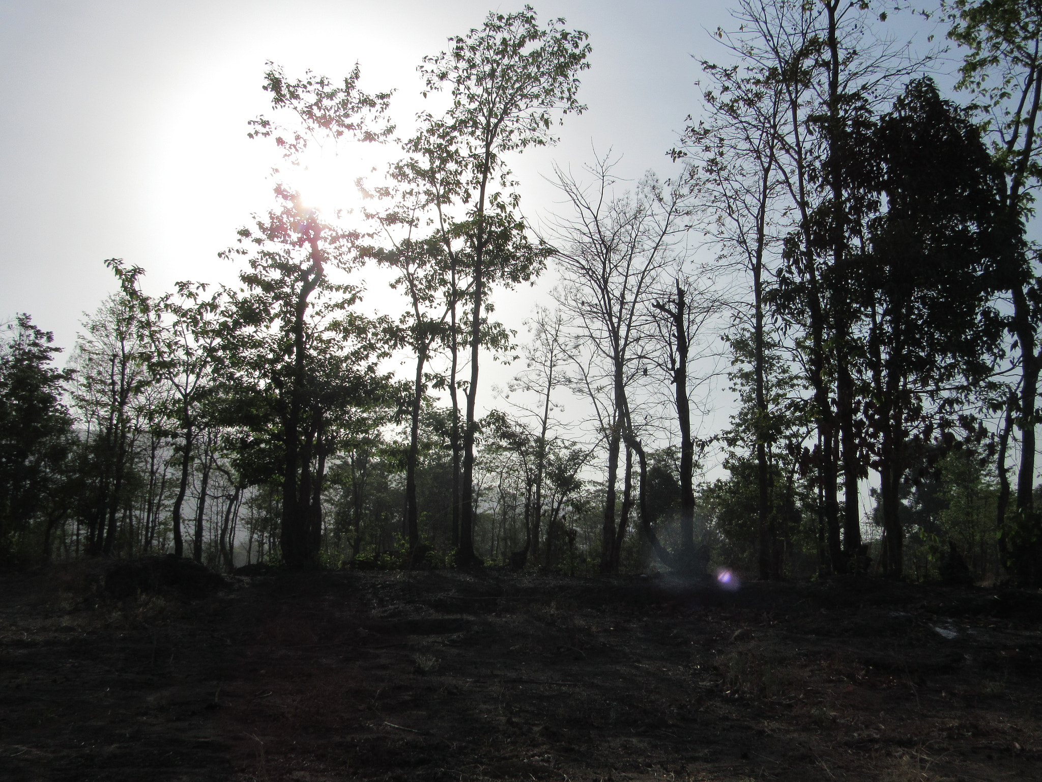 Canon PowerShot SX520 HS sample photo. Img photography