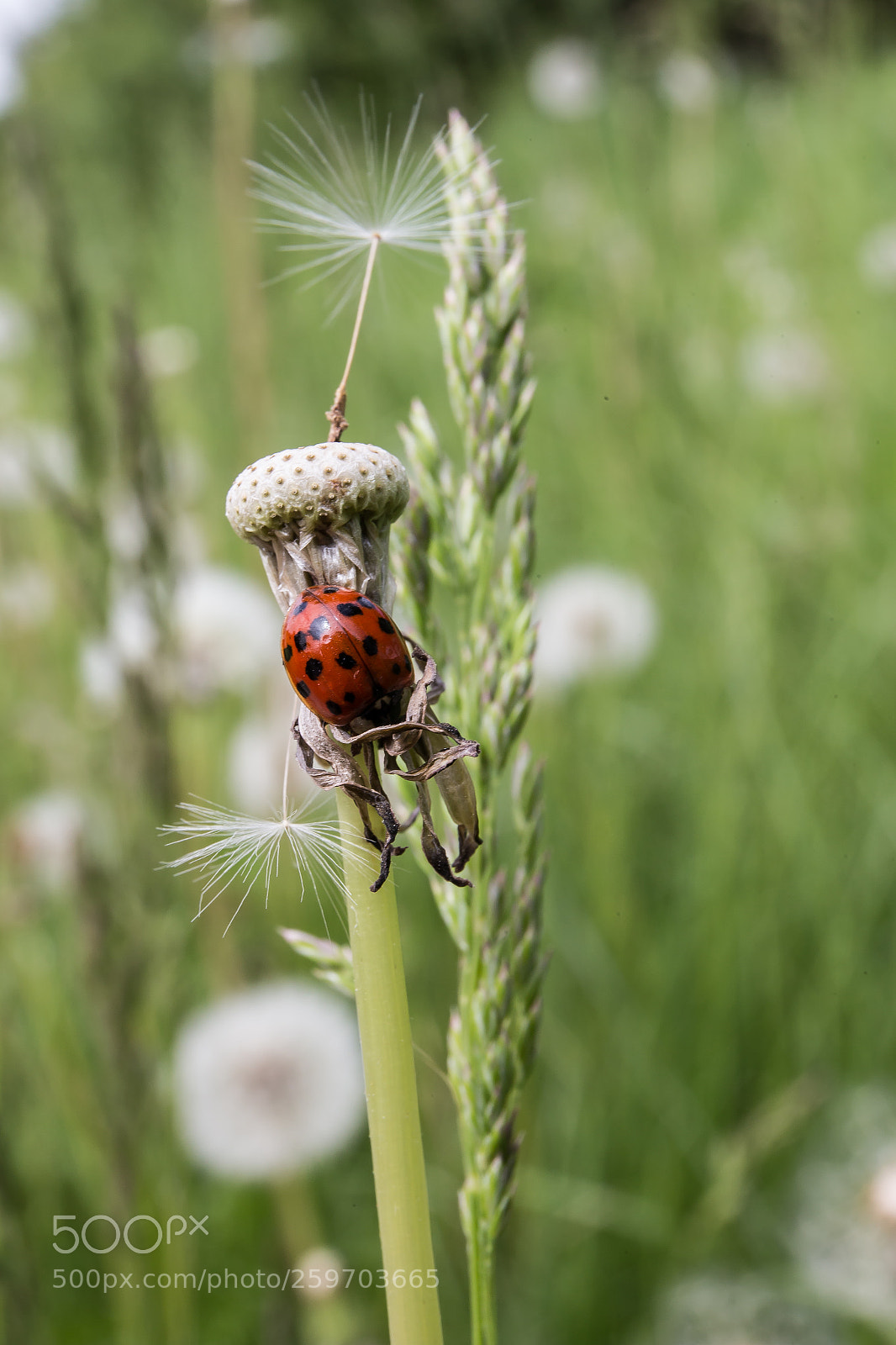 Canon EOS 6D sample photo. Marienkäfer / lady beetle photography