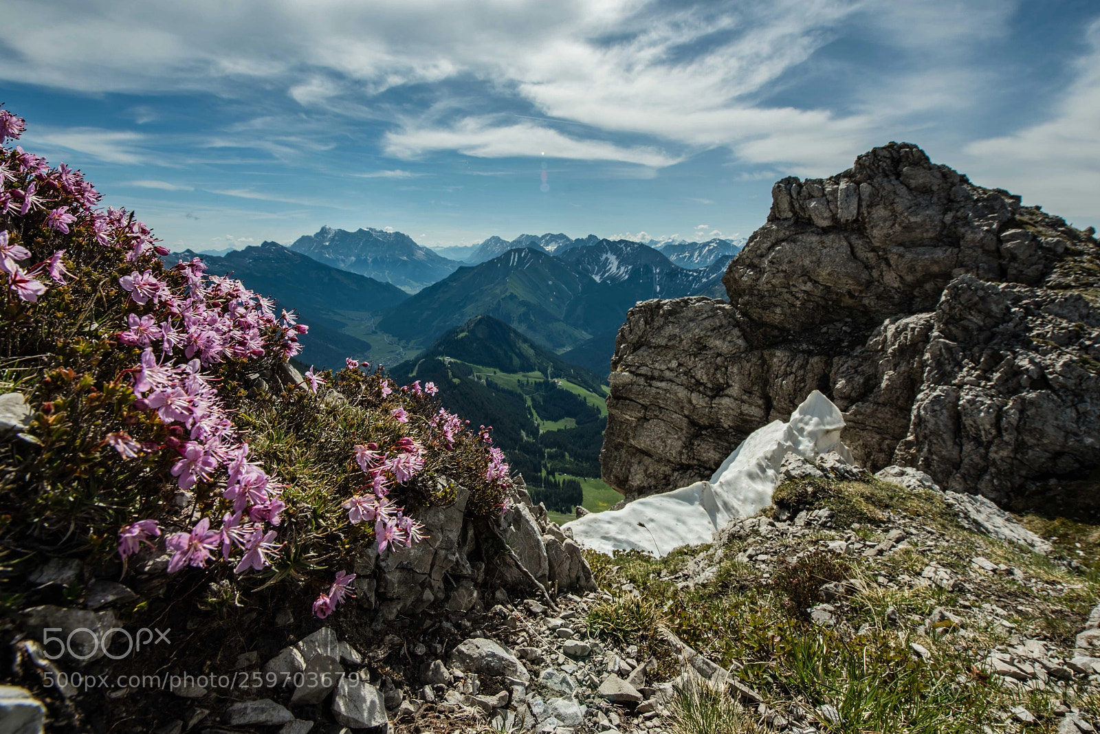 Nikon D810 sample photo. Zwergalpenrosen photography