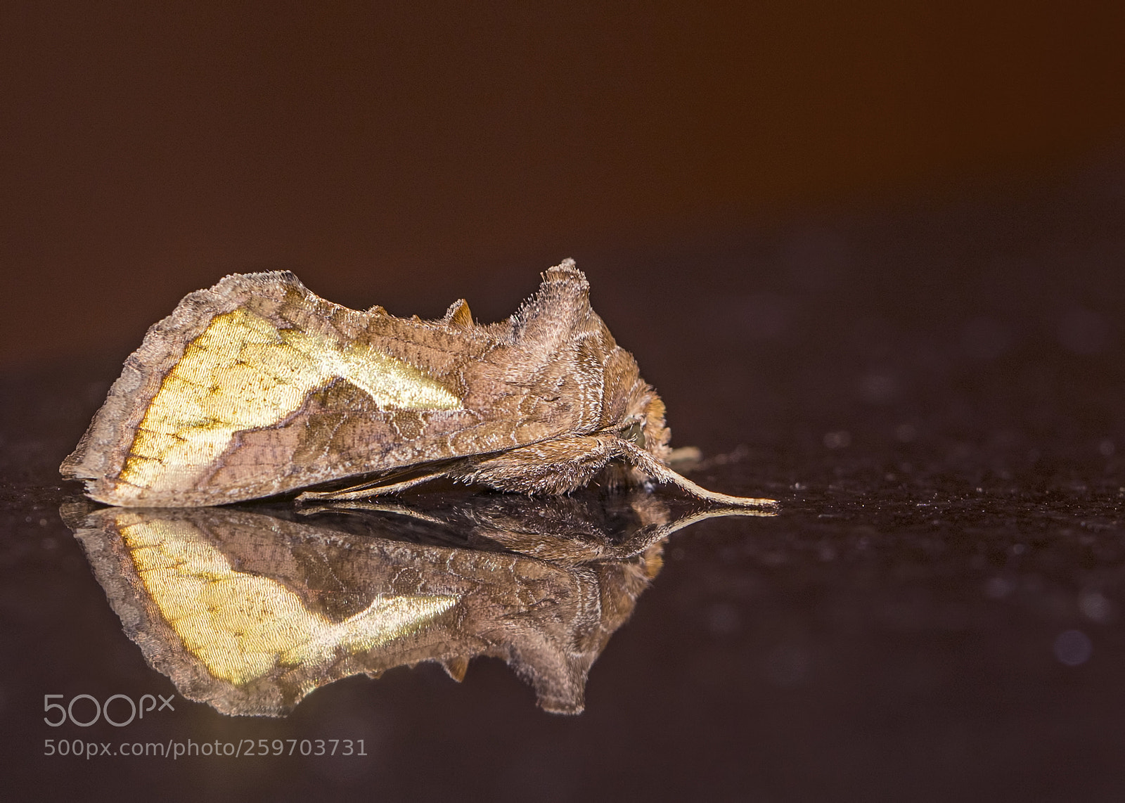 Canon EOS 5D Mark IV sample photo. Reflections photography