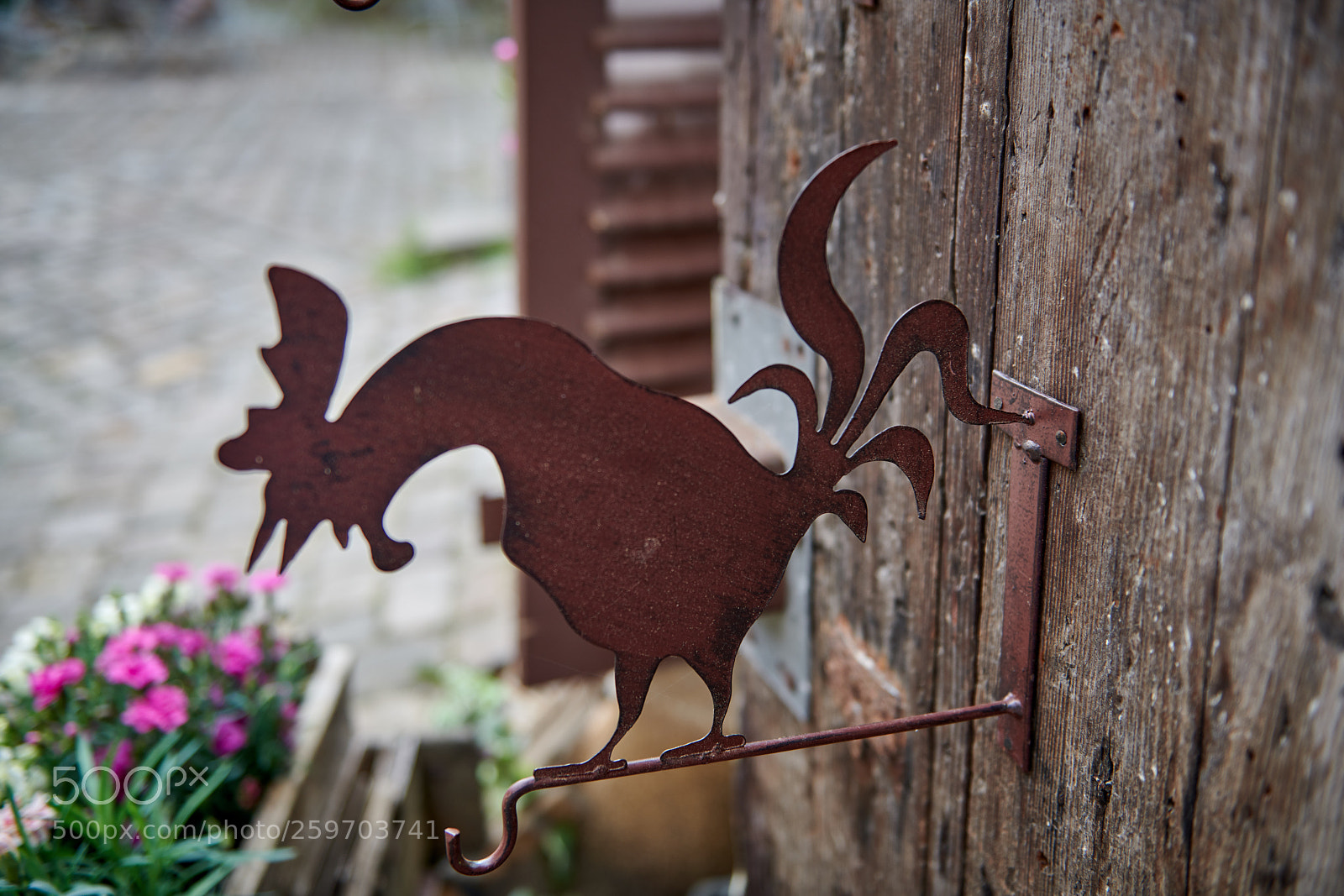 Nikon D850 sample photo. Rooster photography
