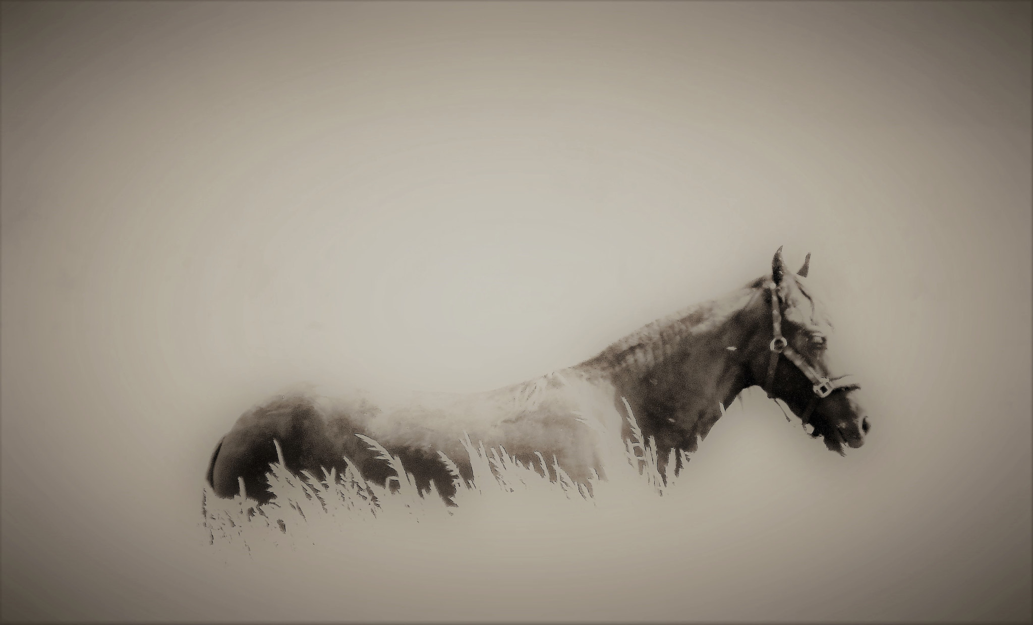 Tamron 16-300mm F3.5-6.3 Di II VC PZD Macro sample photo. Black stallion on the meadow photography