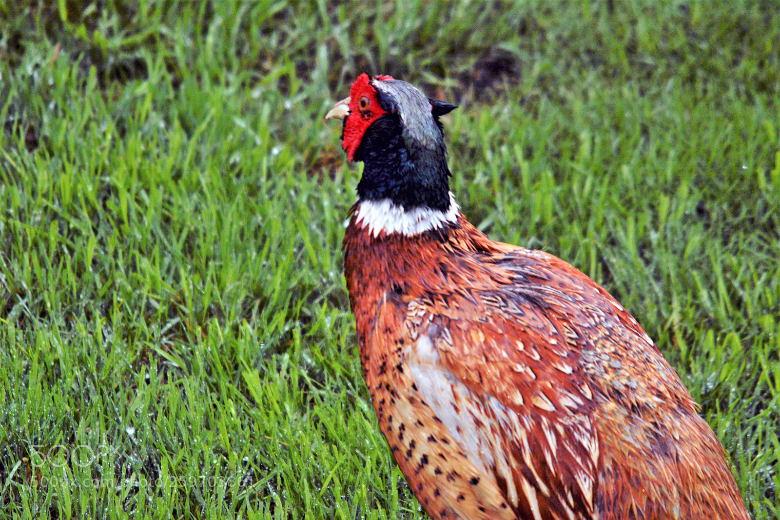 Nikon D7100 sample photo. Male pheasant photography