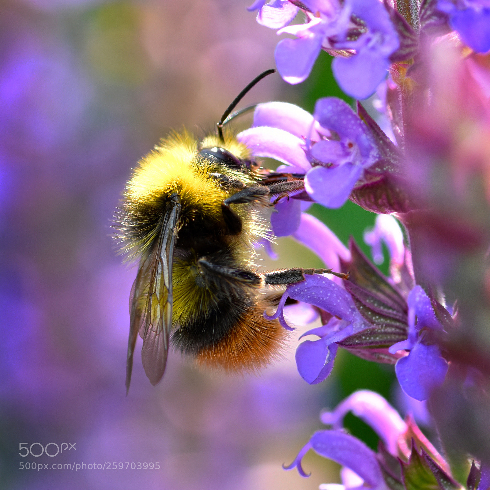 Nikon D7200 sample photo. Colorful bee photography