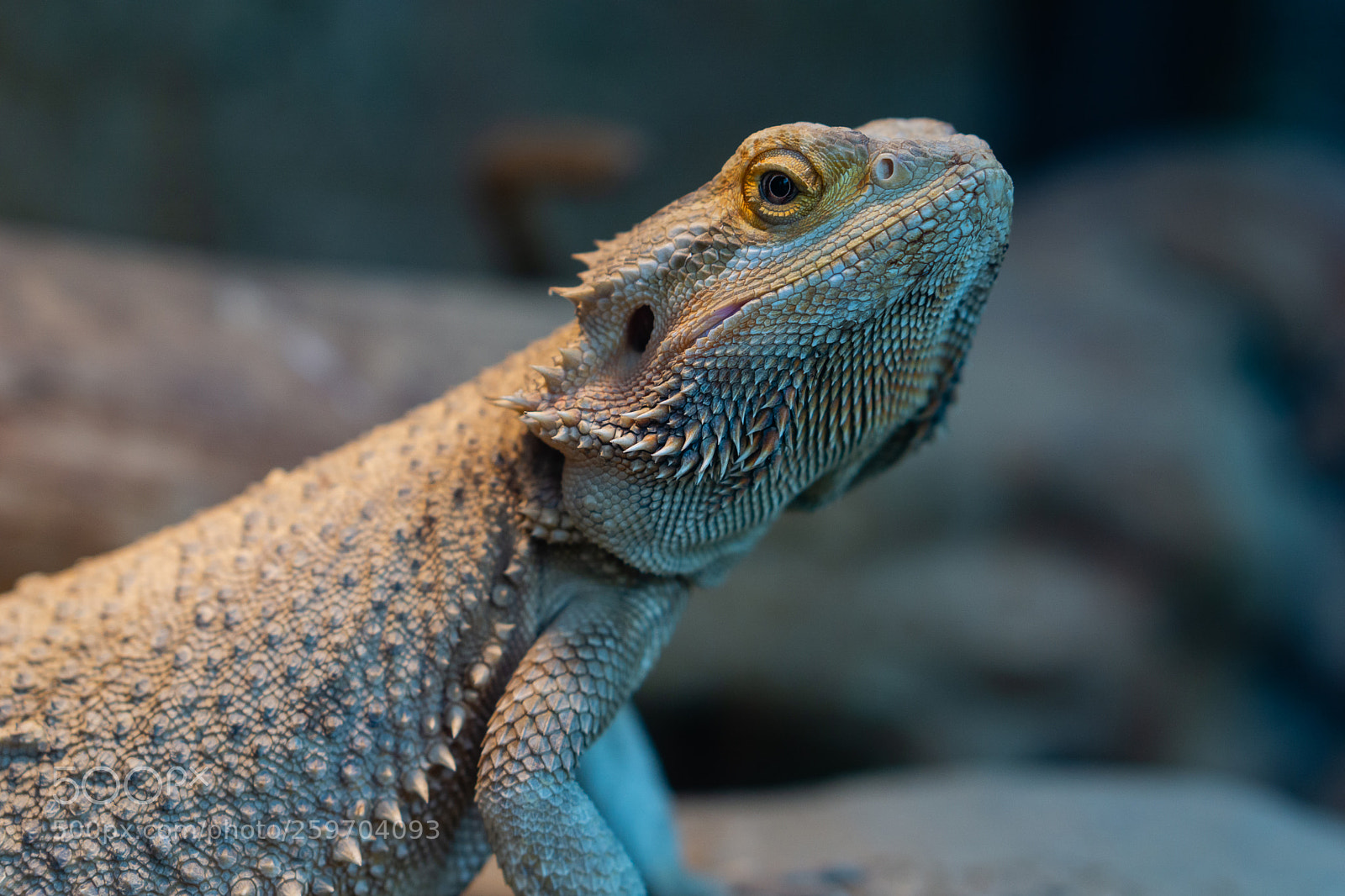 Sony a6000 sample photo. Bearded dragon / bartagame photography