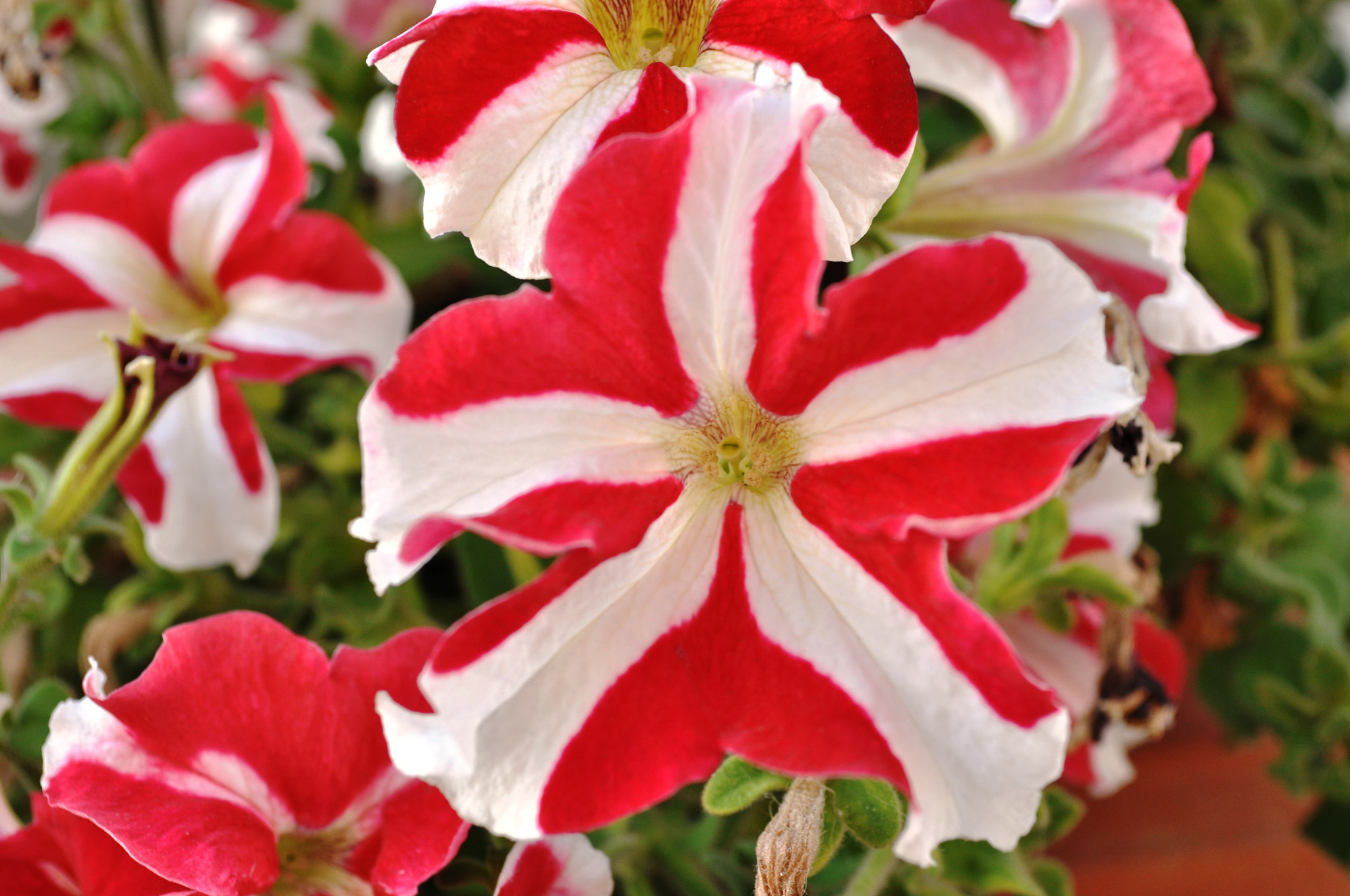 Nikon D5000 sample photo. Red and white photography