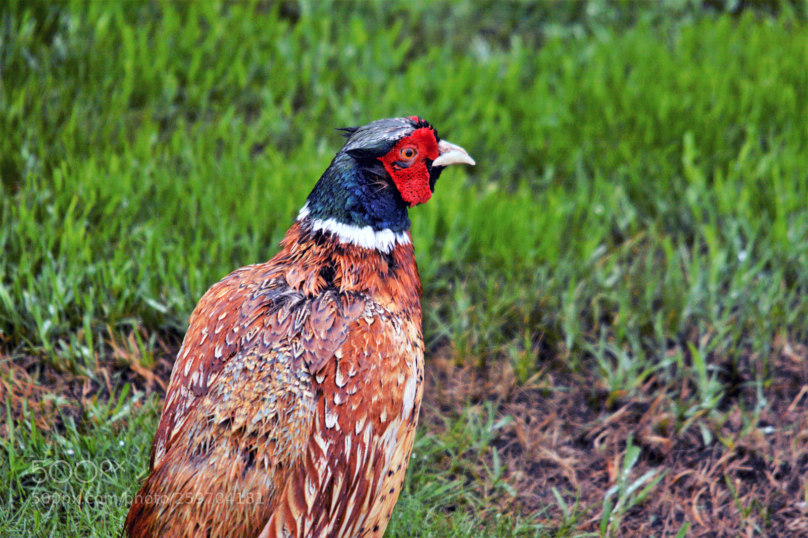Nikon D7100 sample photo. Male pheasant photography
