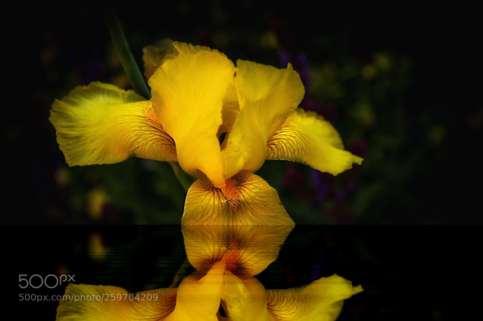 Nikon D4 sample photo. Gelbe iris mirrowed photography