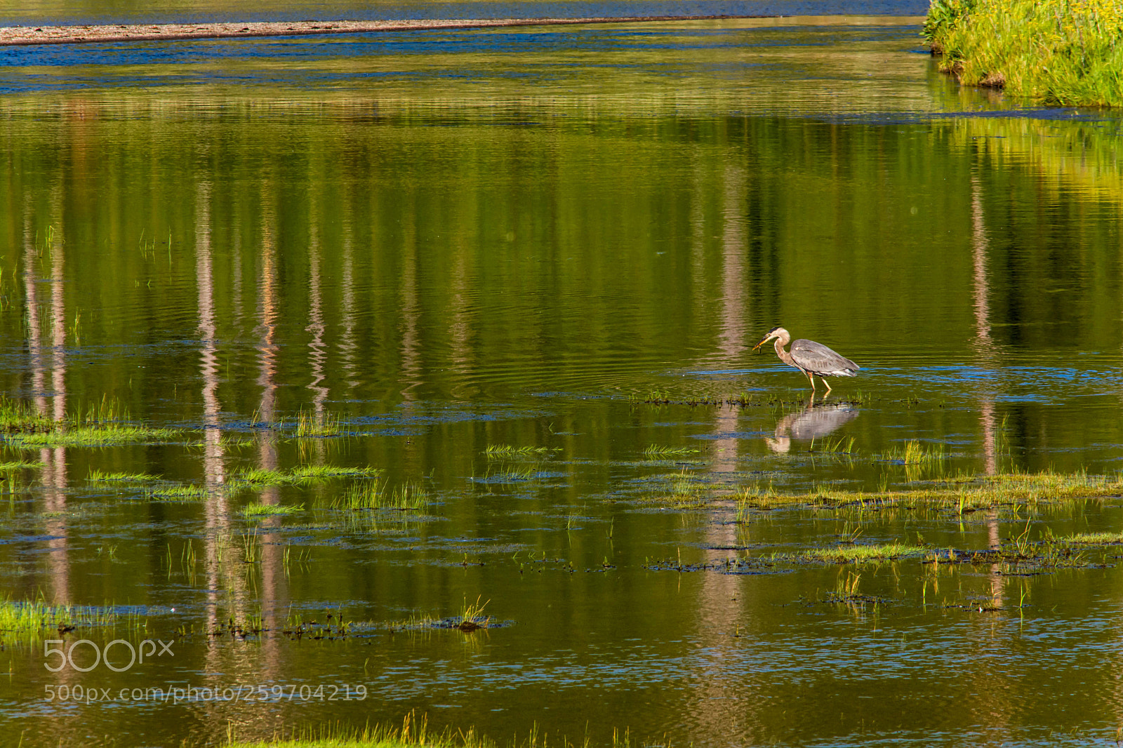 Nikon D7100 sample photo. Great blue heron photography