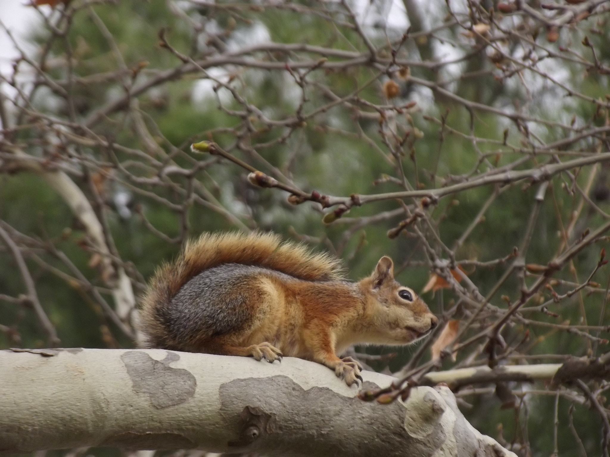 Fujifilm FinePix S2980 sample photo. Squirrel photography