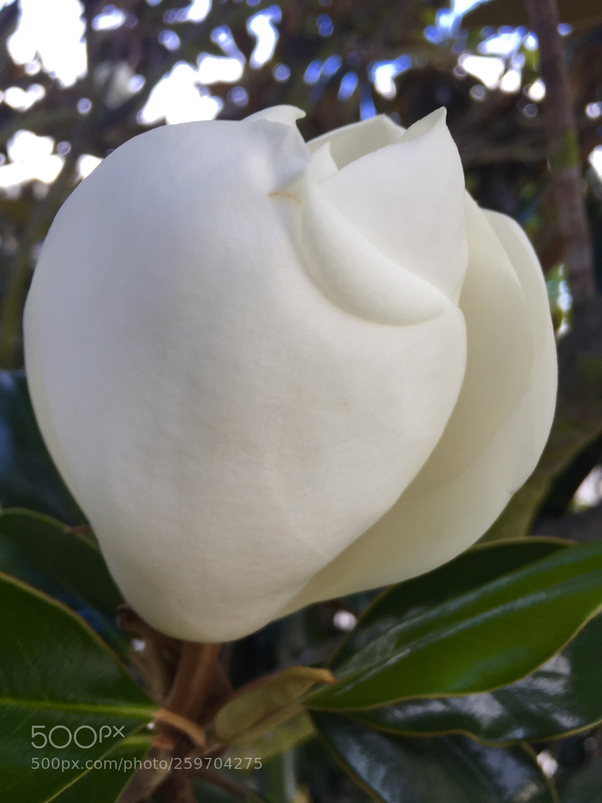 Apple iPhone 6 sample photo. Magnolia - looks like photography