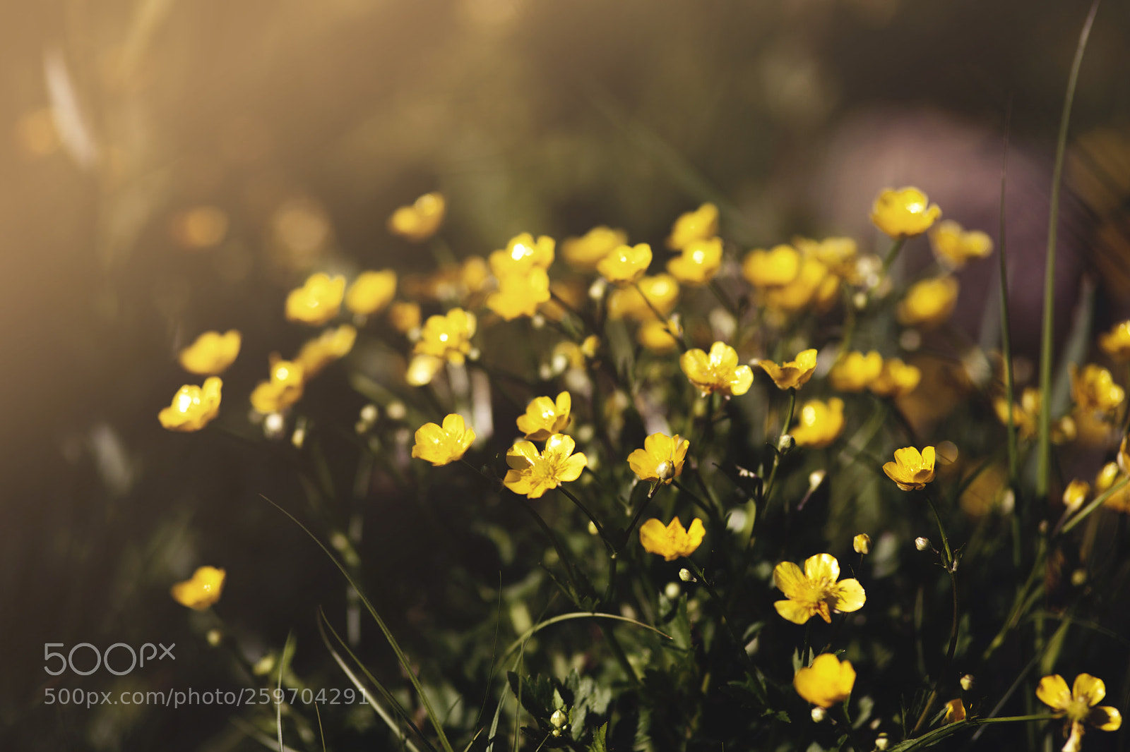 Canon EOS 5D Mark II sample photo. Buttercup photography